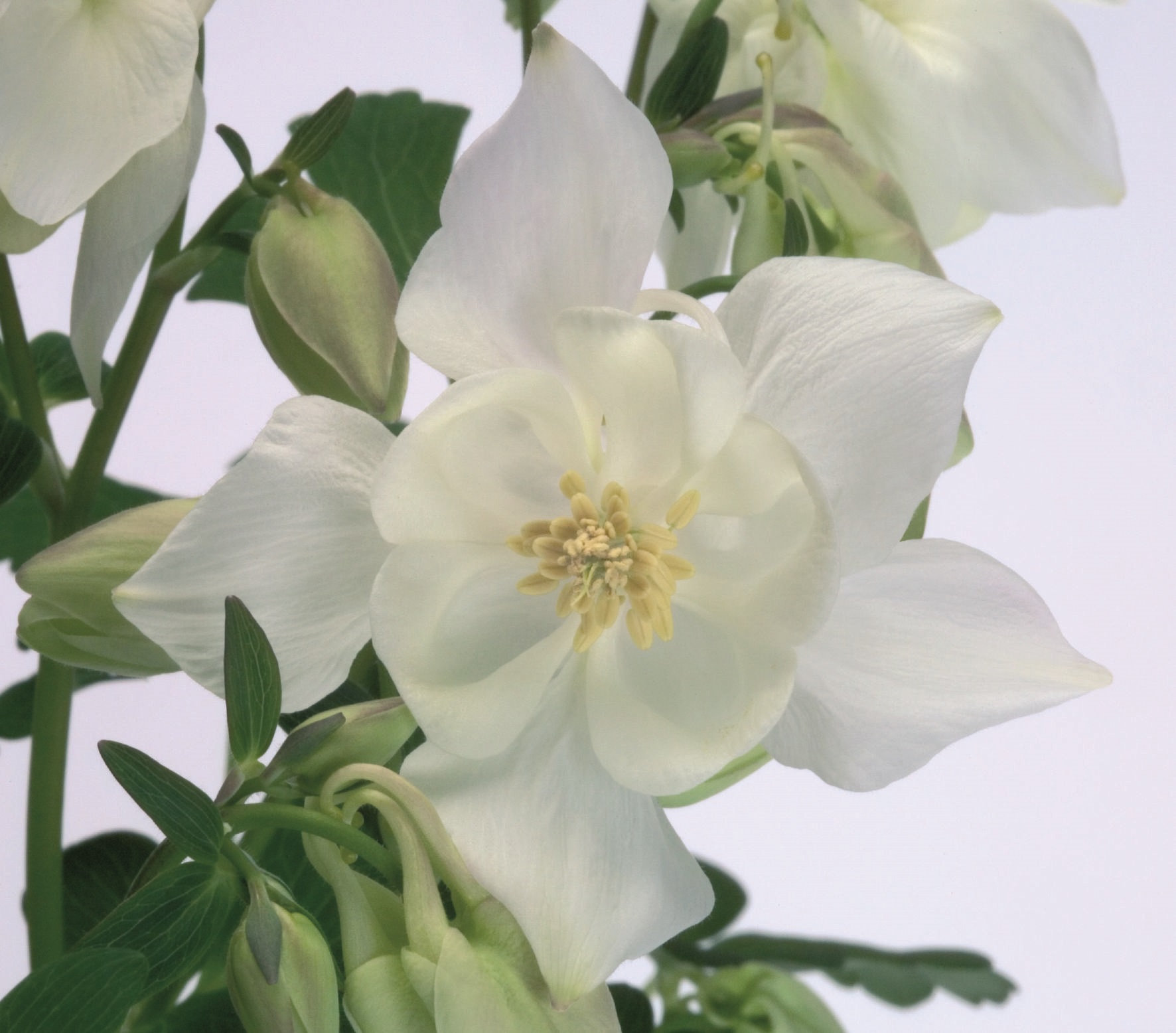 Aquilegia flabellata Spring Magic Weiß