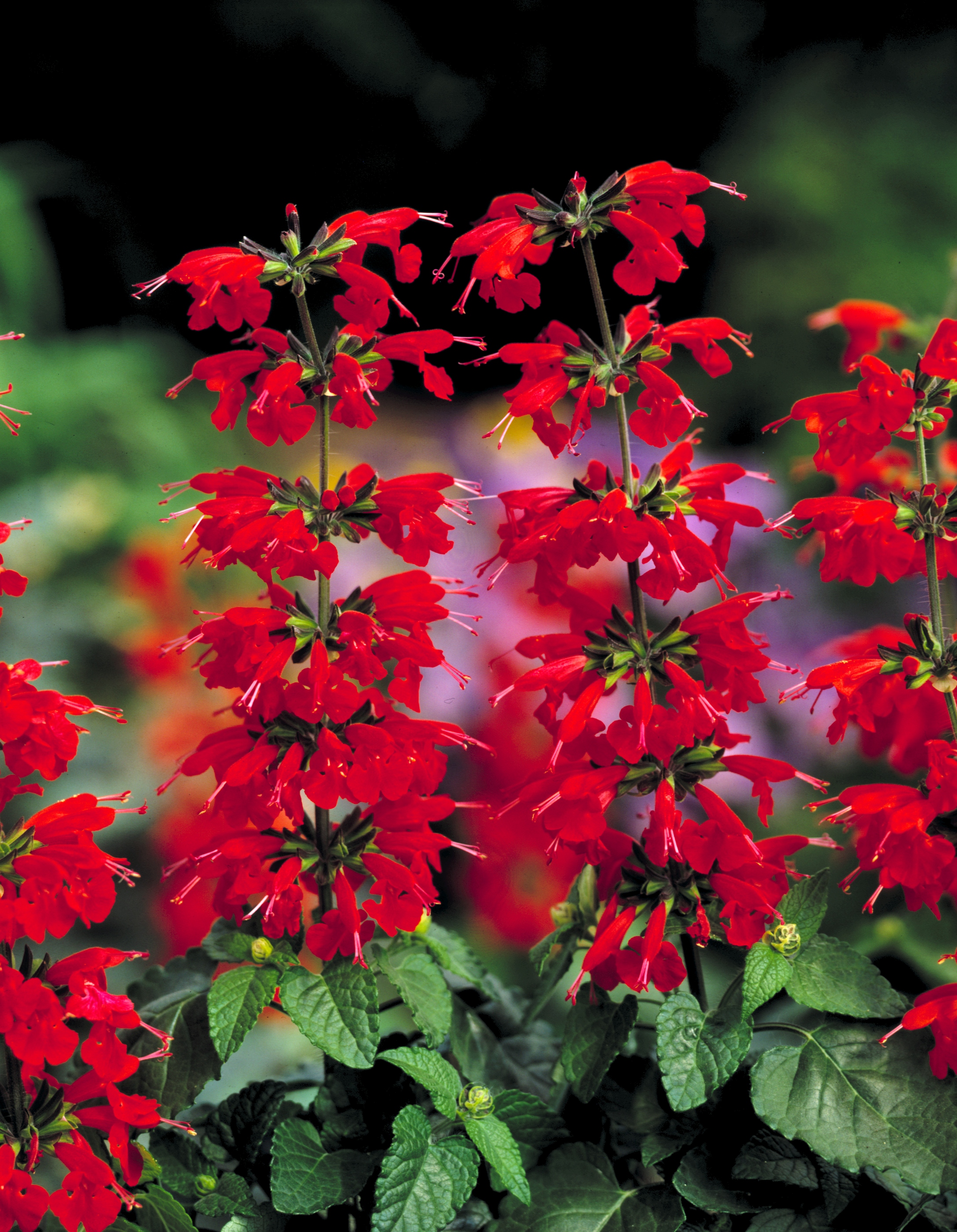 Salvia coccinea Lady in Red
