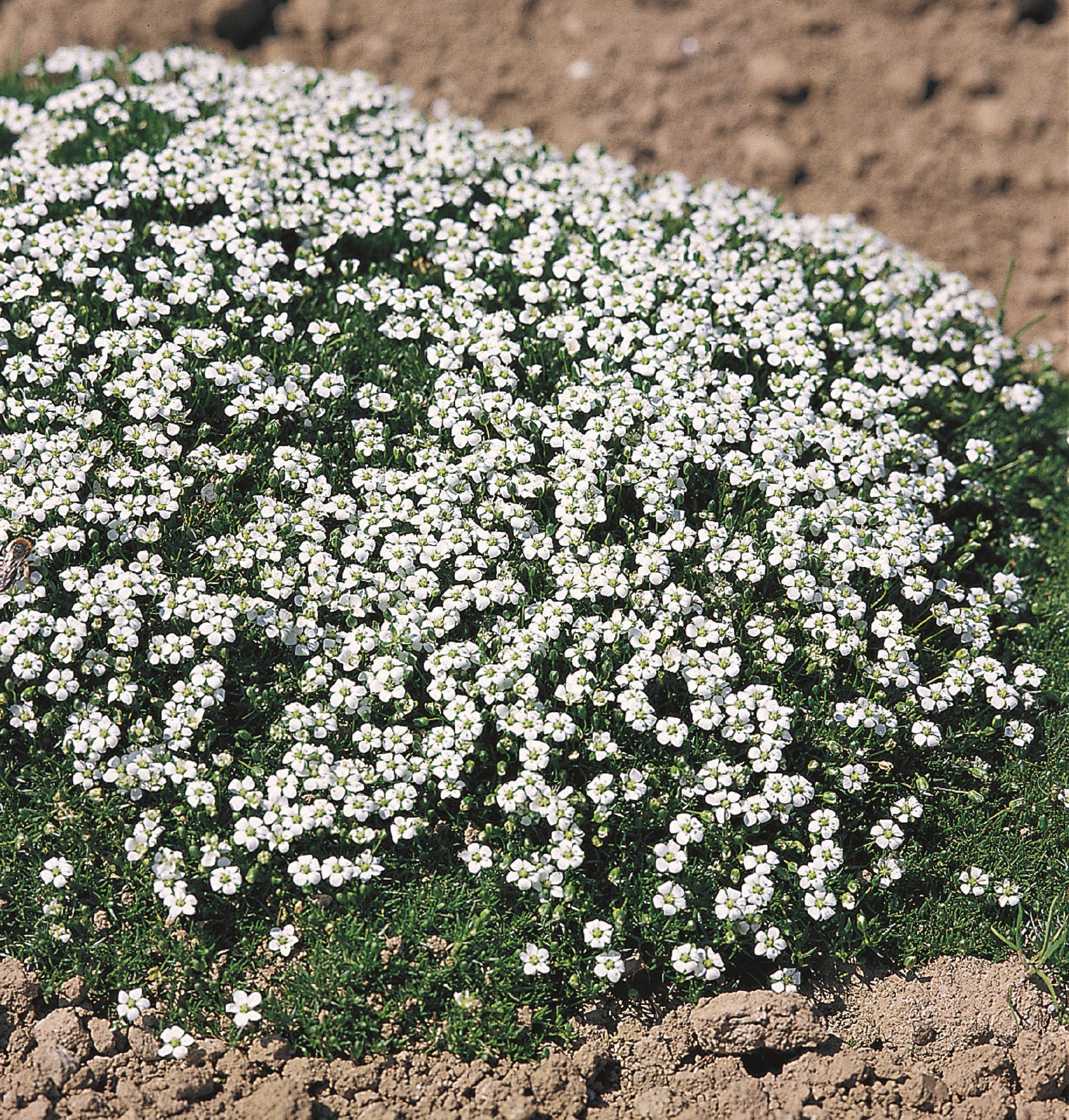 Sagina subulata Green