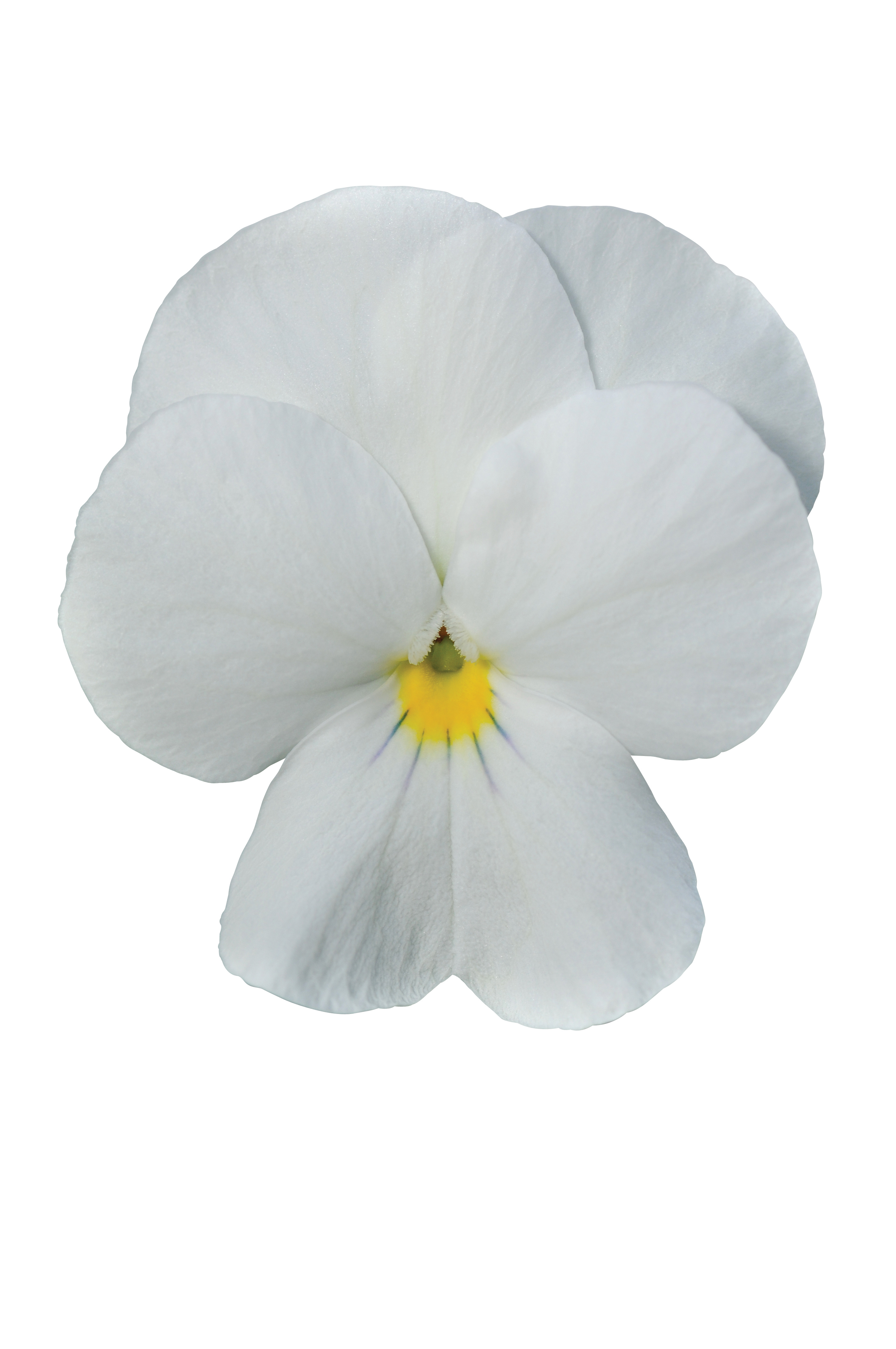 Viola cornuta F1 Sorbet XP White