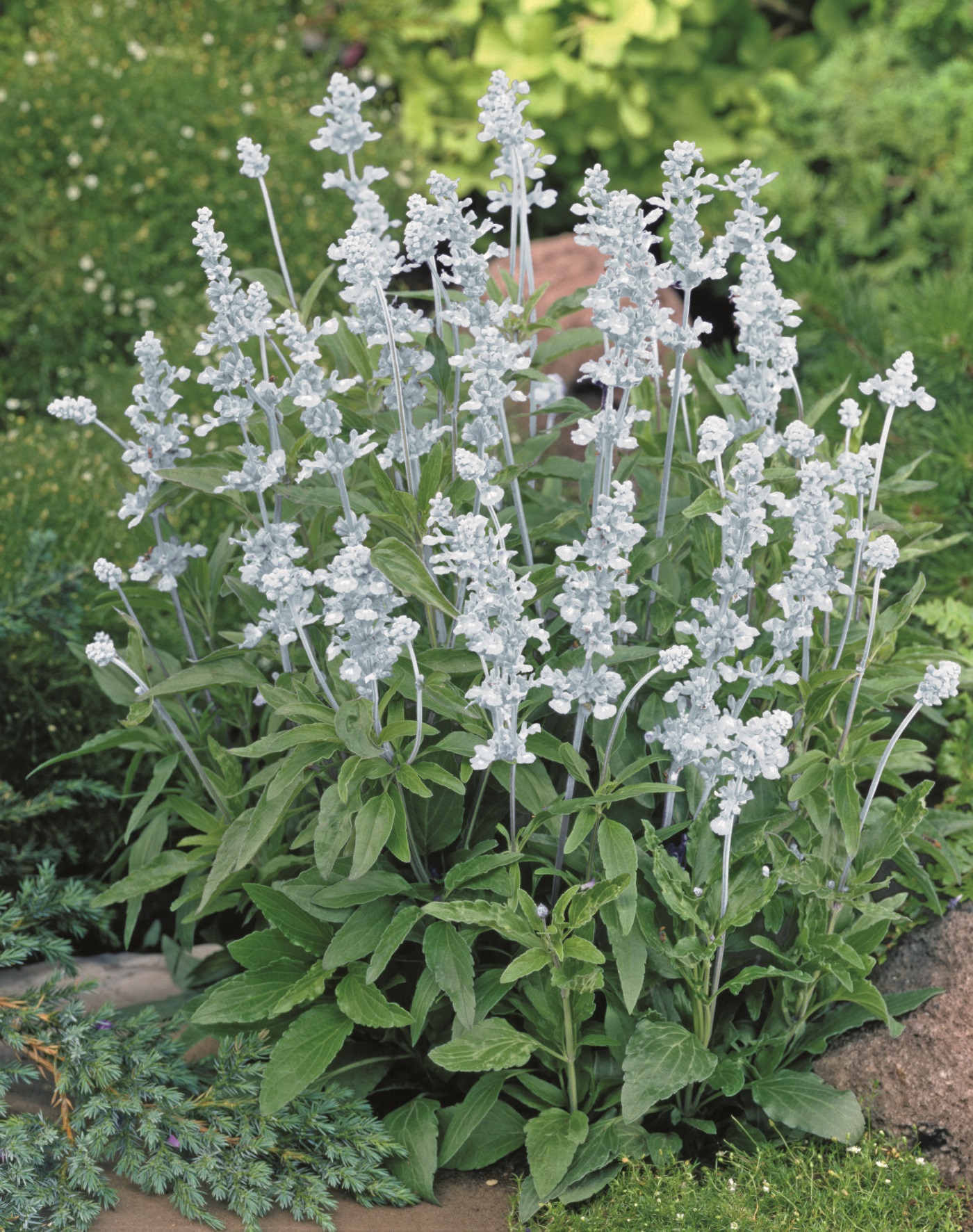 Salvia farinacea Evolution White