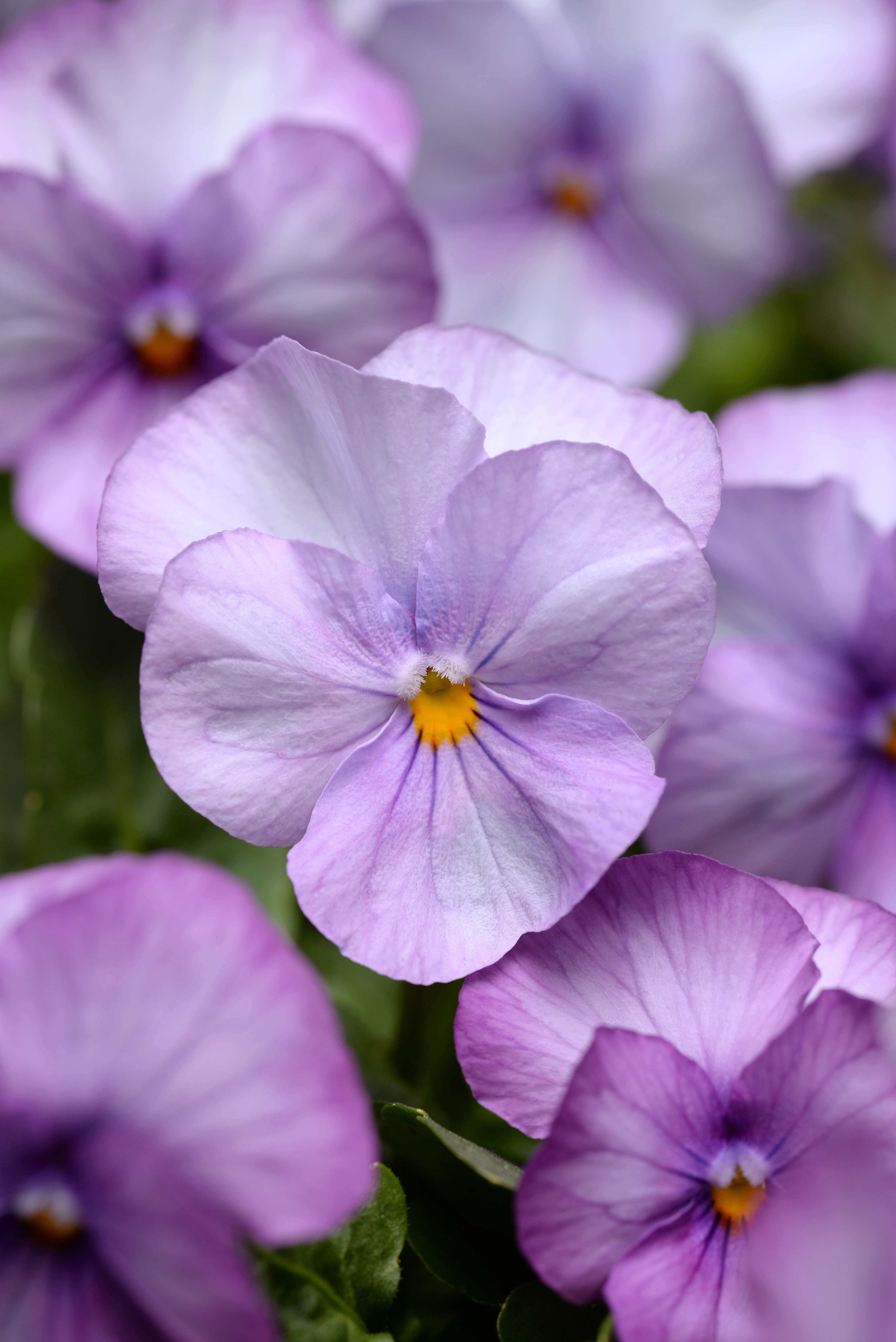 Viola cornuta F1 Sorbet Lavender Pink