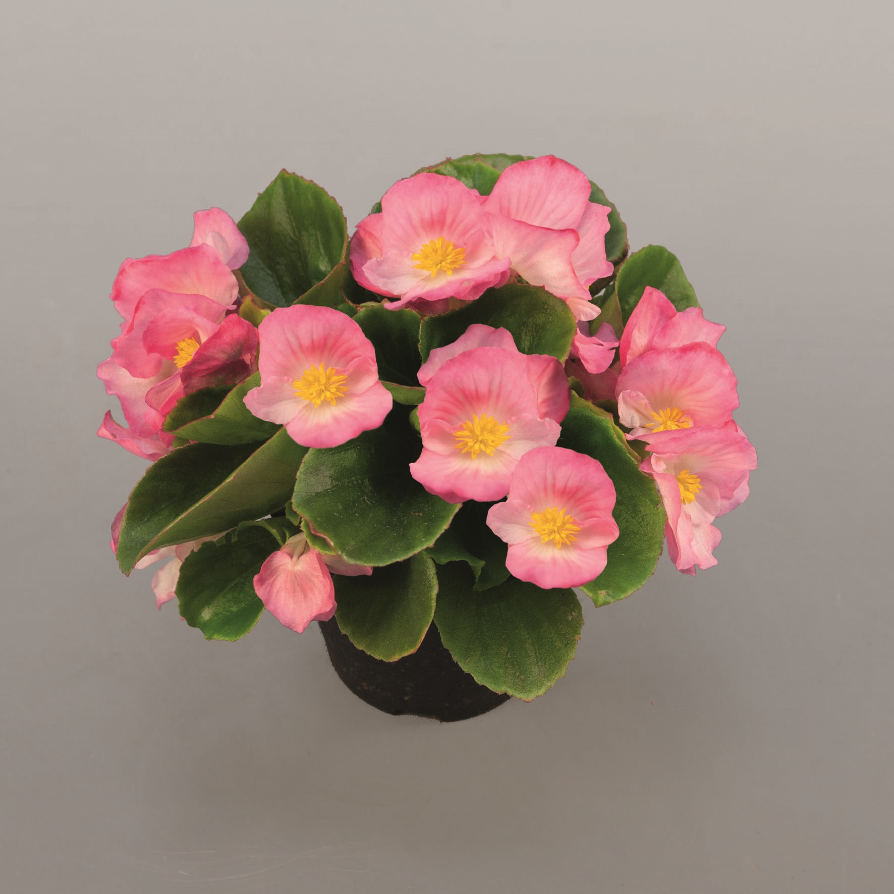 Begonia semperflorens F1 Sprint Plus Pink, hellrosa