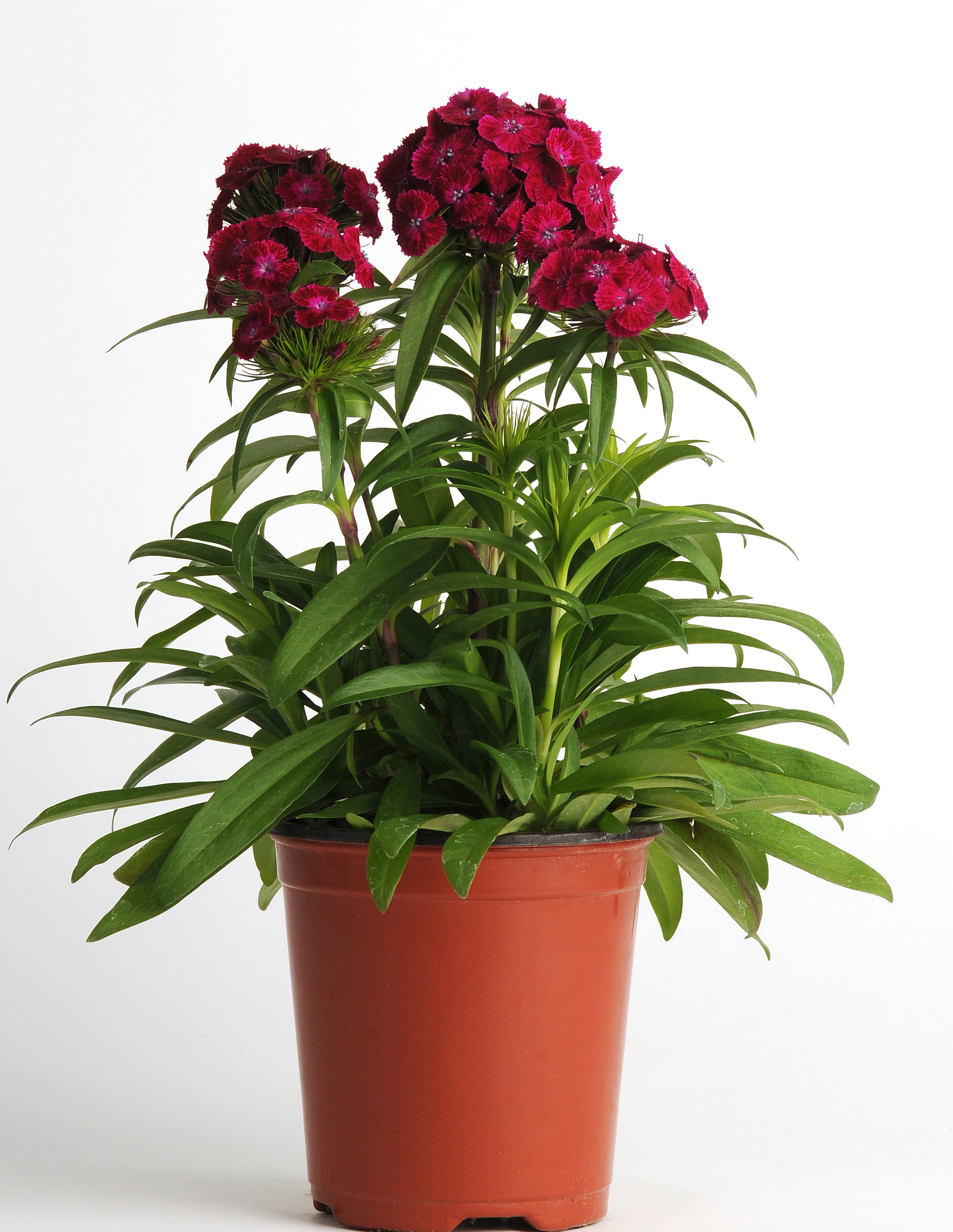 Dianthus barbatus F1 Dash Violett