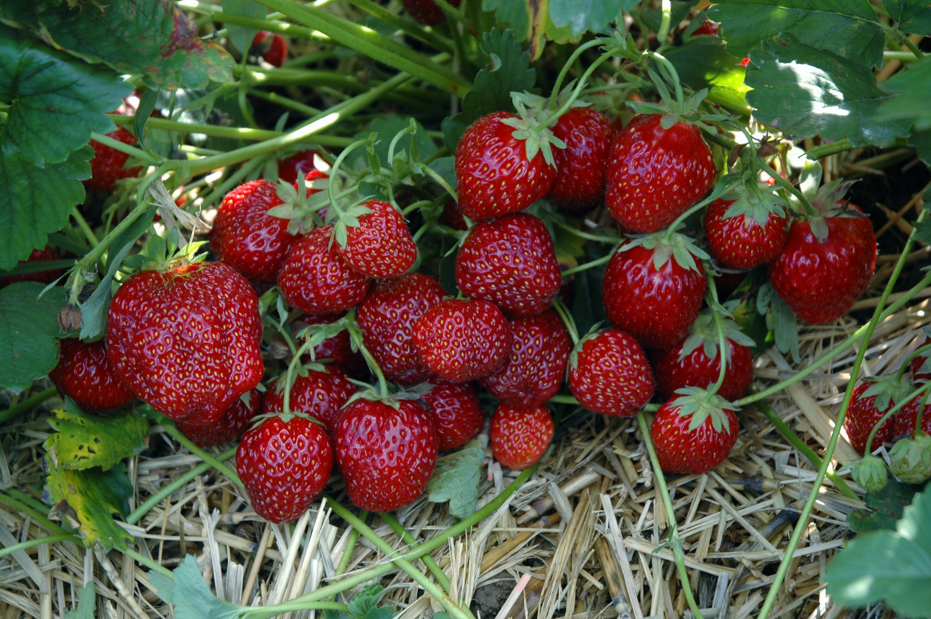 Erdbeere Hummi Aroma Auslese (Fragaria)