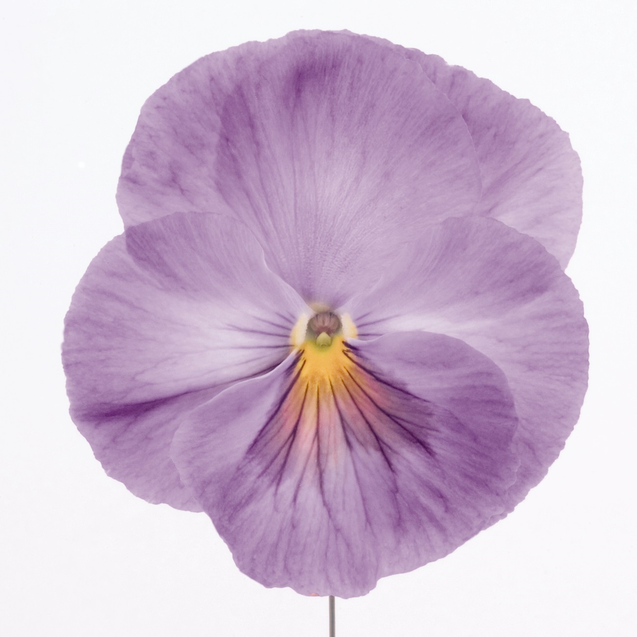 Viola wittrockiana F1 Inspire Plus XL Lavender Pink
