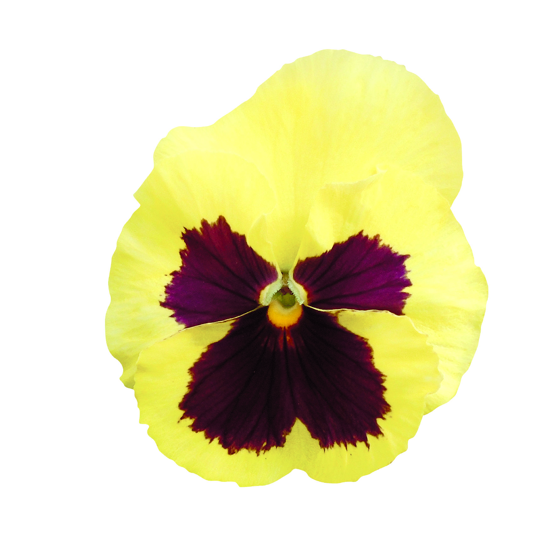 Viola wittrockiana F1 Inspire Plus XL Lemon Blotch