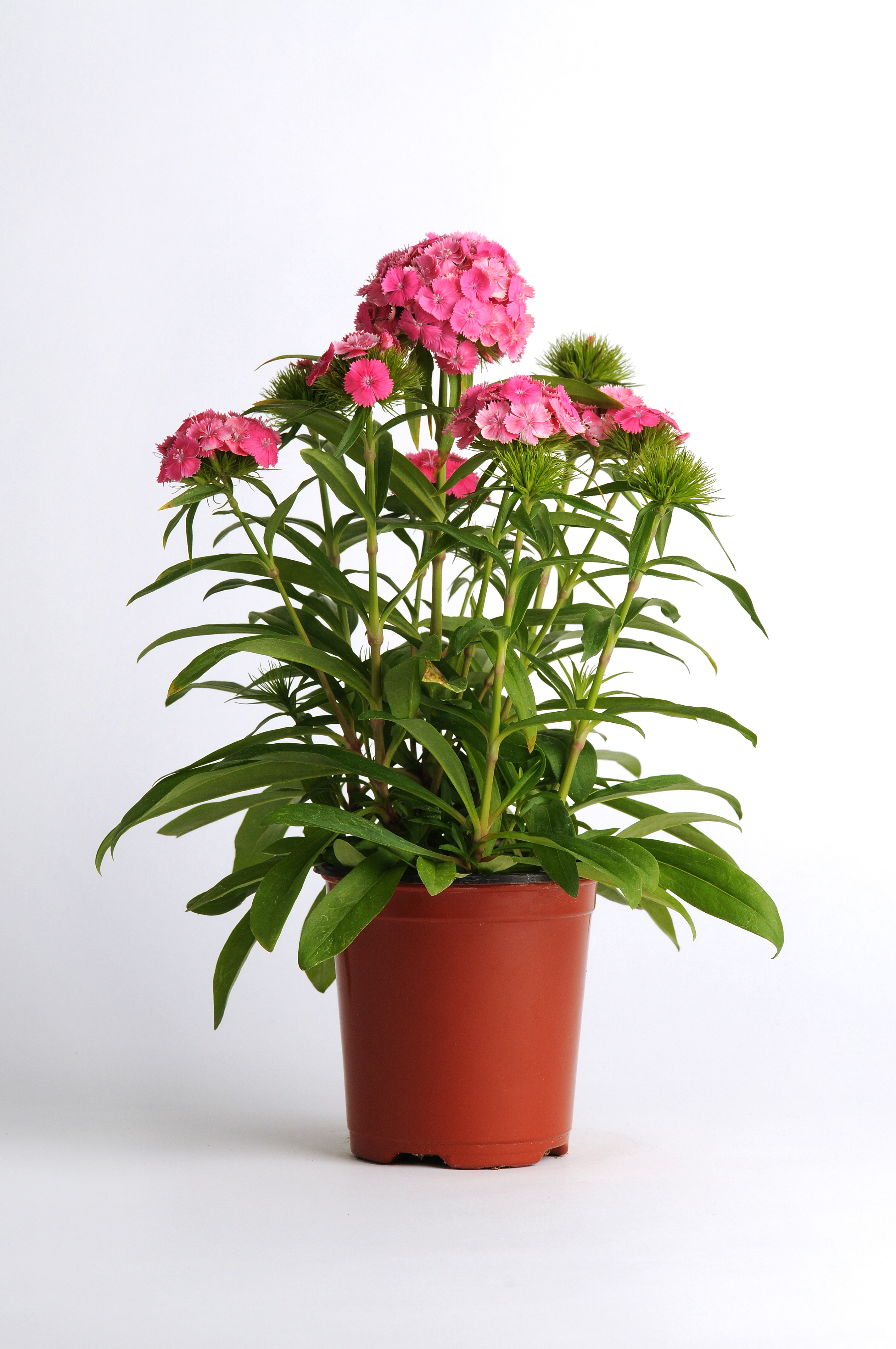 Dianthus barbatus F1 Dash Pink