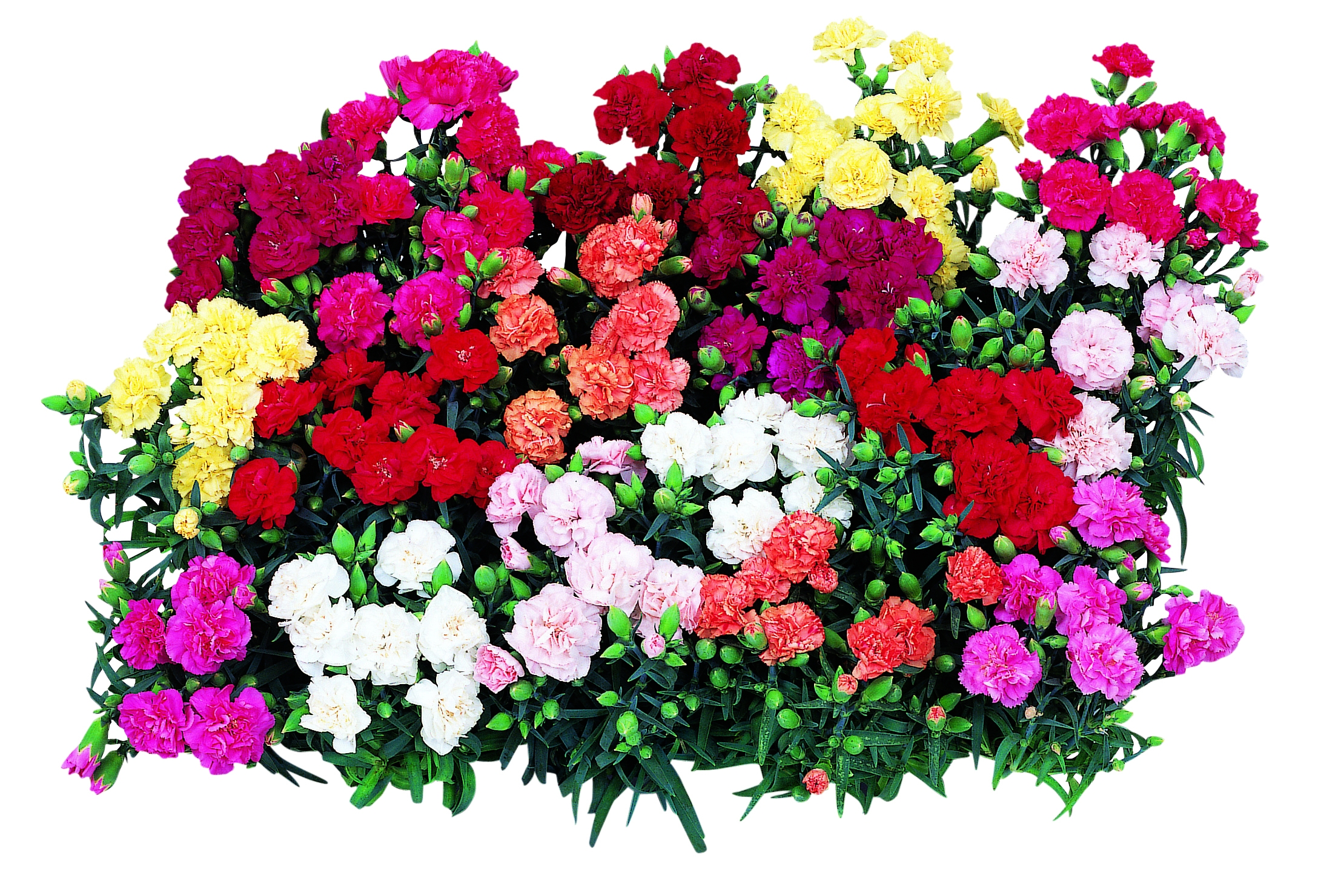 Dianthus caryophyllus F1 Lillipot Mischung