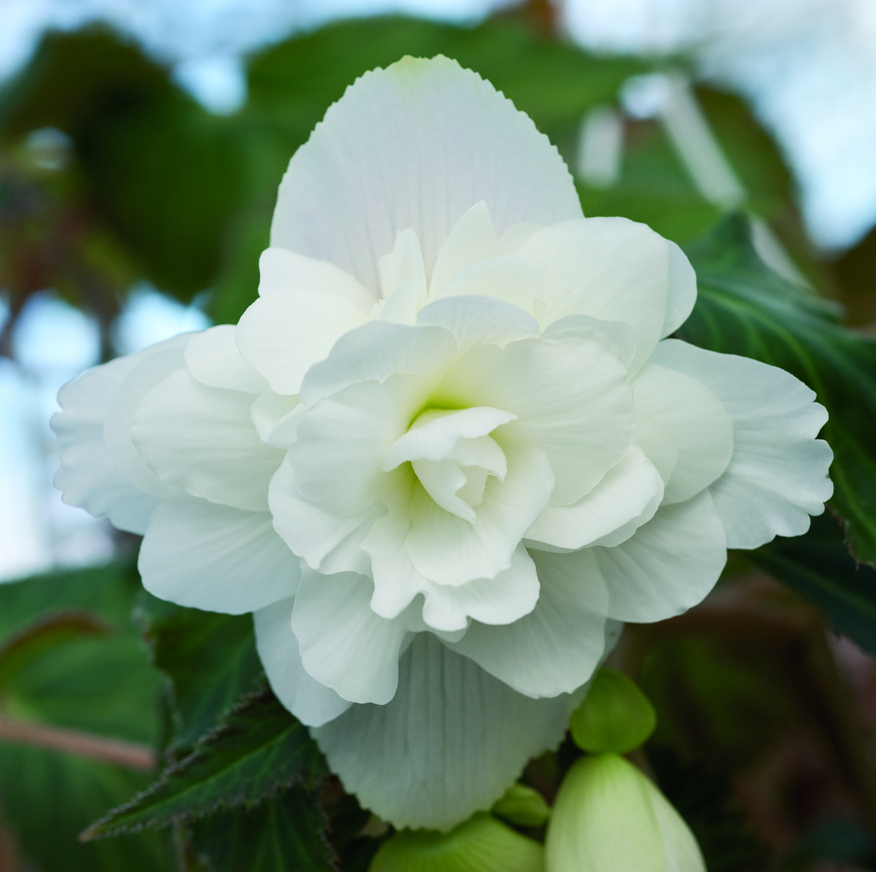 Begonia tuberhybrida F1 Illumination Weiß