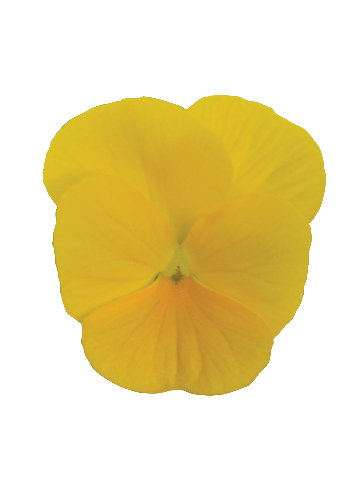 Viola cornuta F1 Sorbet XP Yellow