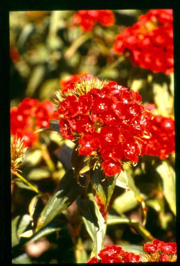 Dianthus barbatus Scarlet Beauty