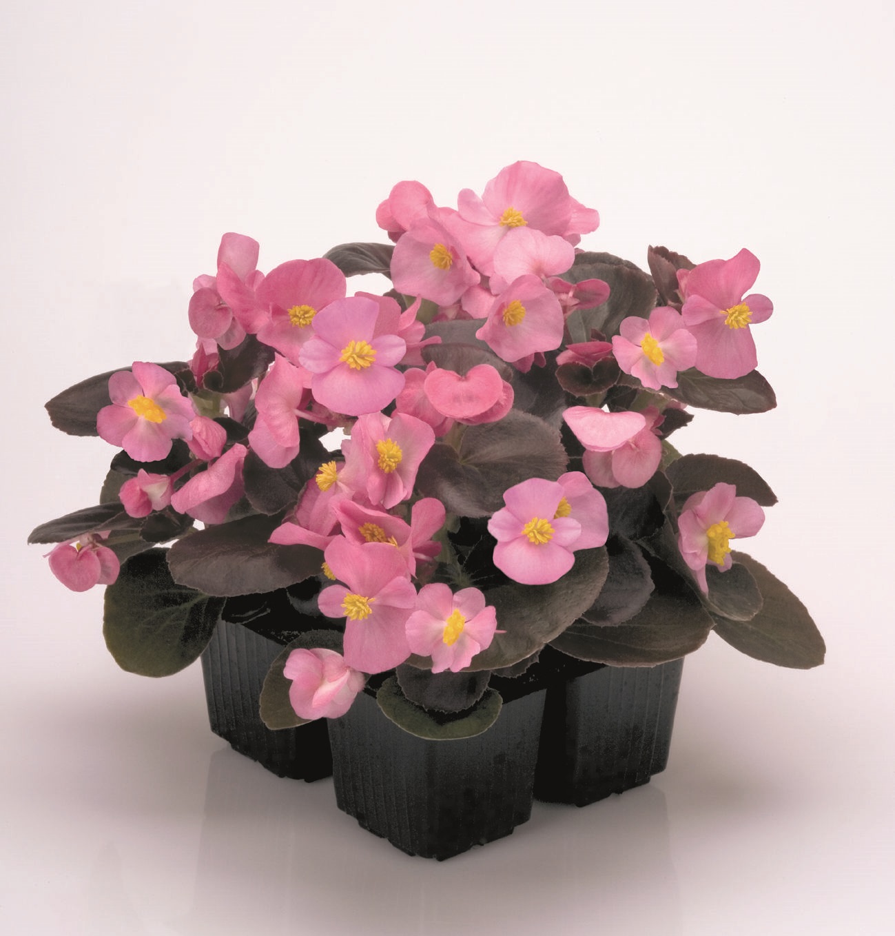 Begonia semperflorens F1 Nightlife Rosa