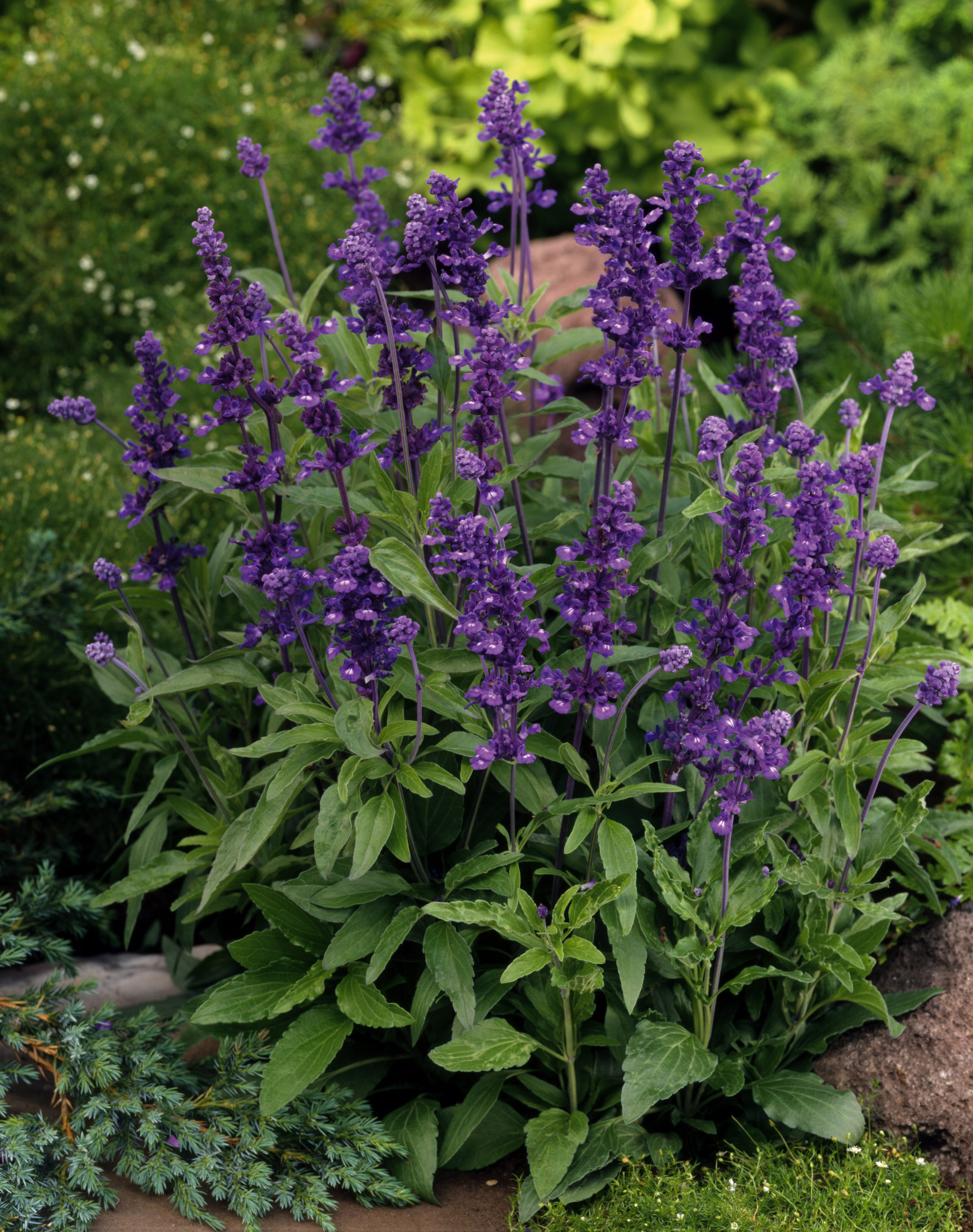 Salvia farinacea Evolution Violet