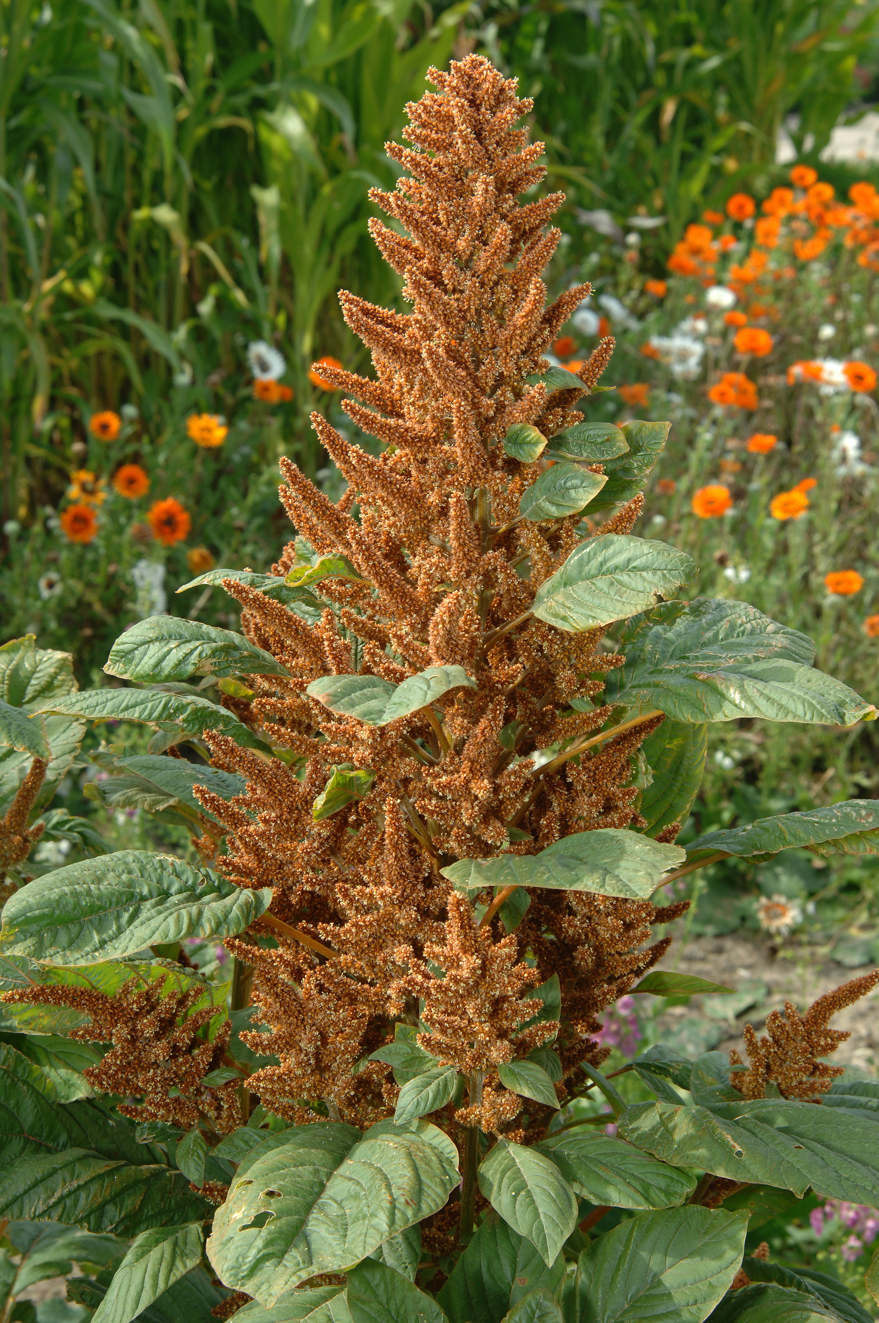 Amaranthus paniculatus Hot Biscuit (Kupfergold)