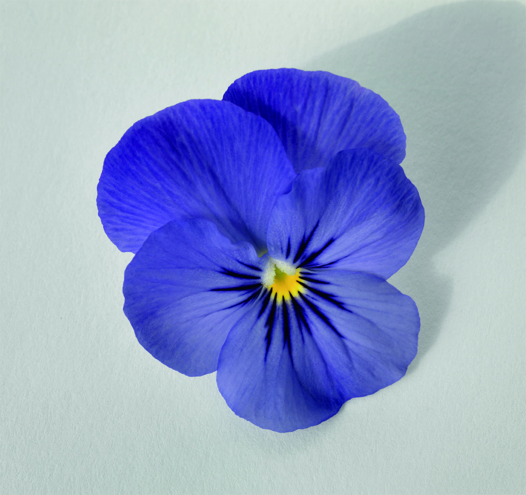 Viola cornuta F1 Admire Blue