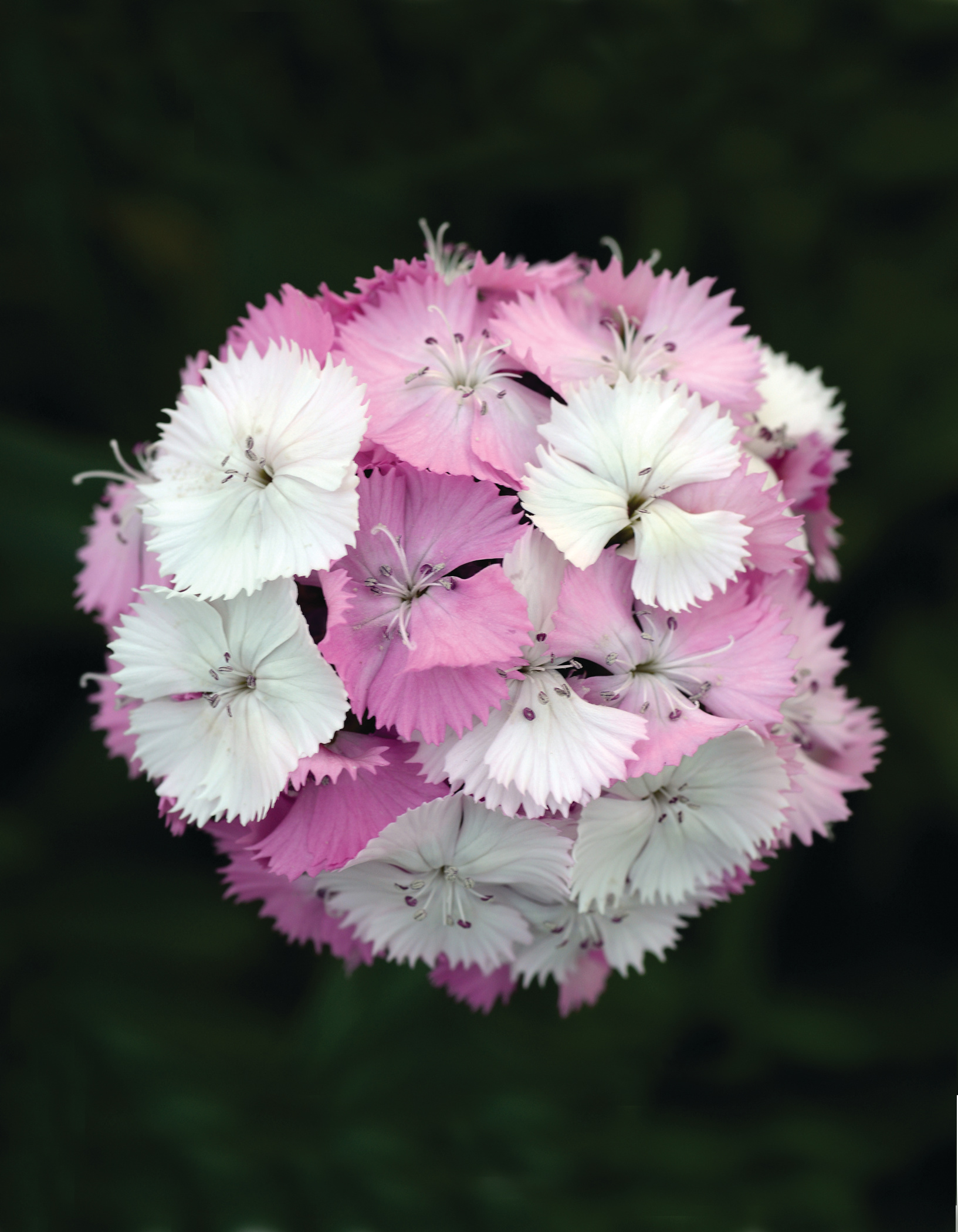 Dianthus barbatus F1 Sweet Pink Magic