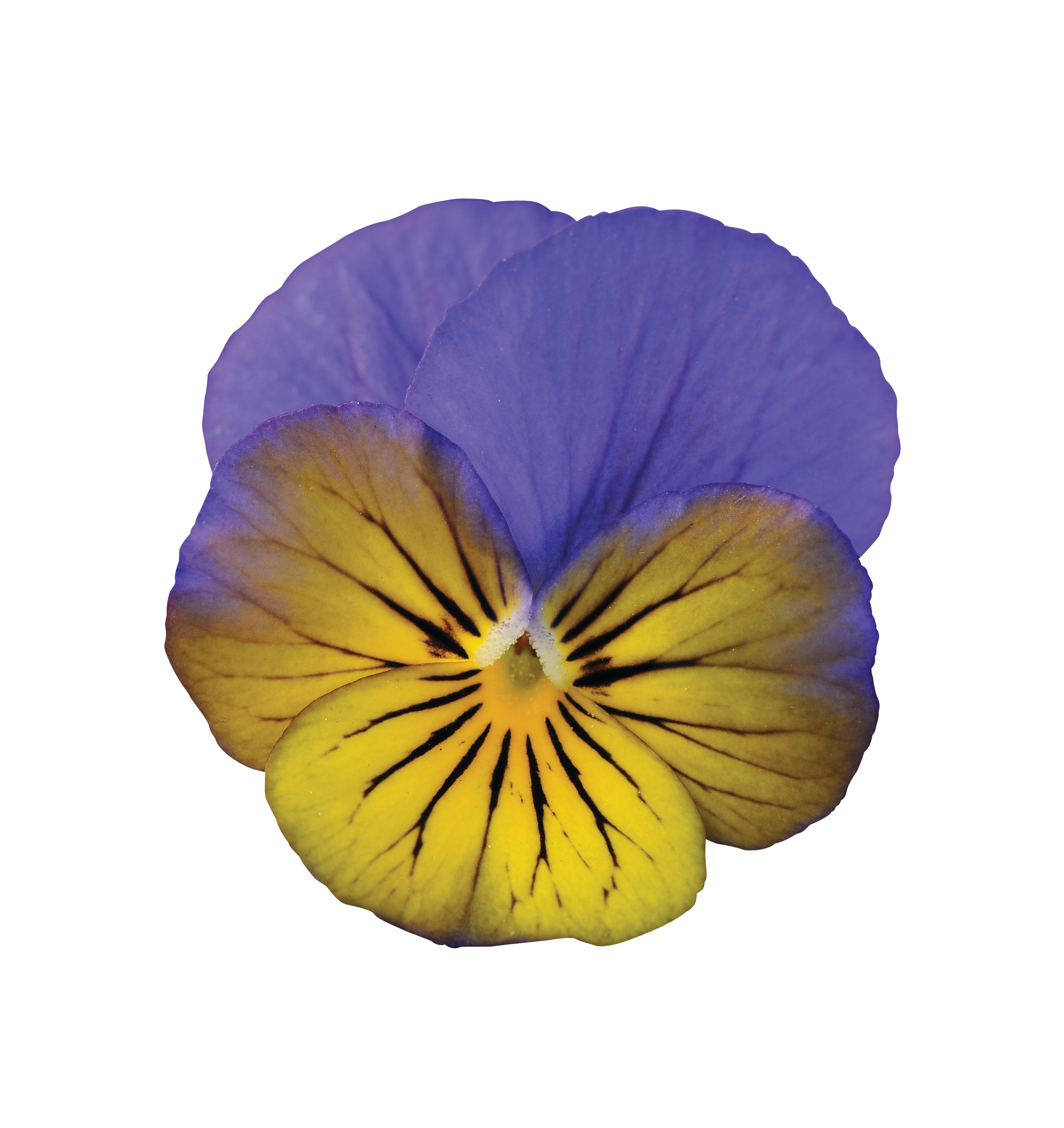 Viola cornuta F1 Sorbet XP Morpho