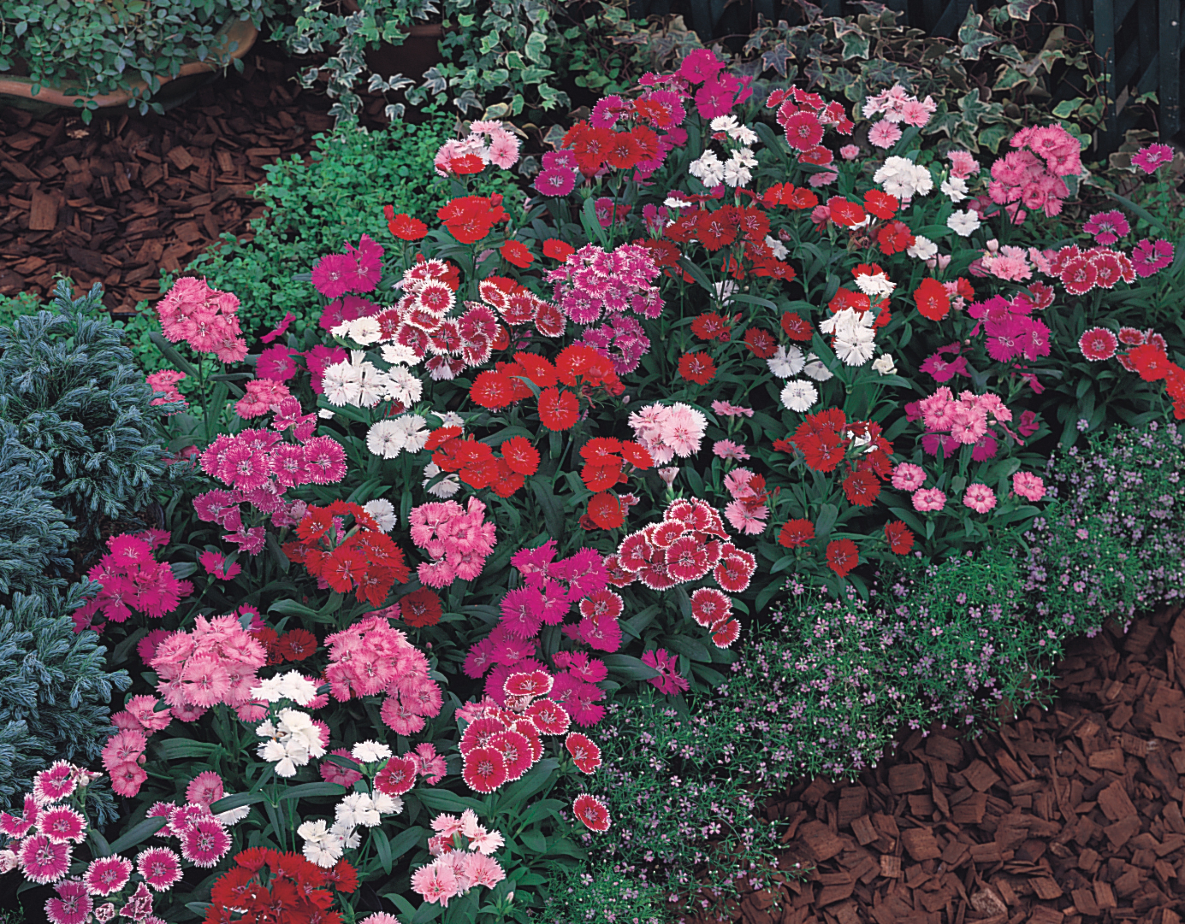 Dianthus chinensis F1 Telstar Mix