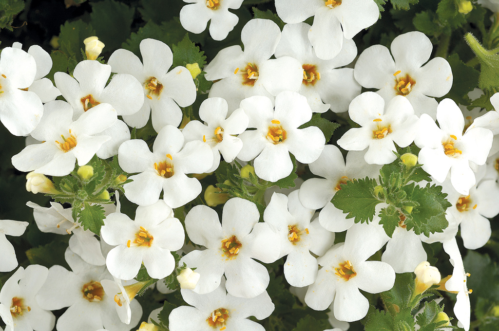Bacopa Gulliver Snow