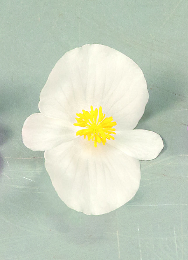 Begonia semperflorens F1 Sprint Plus Weiß