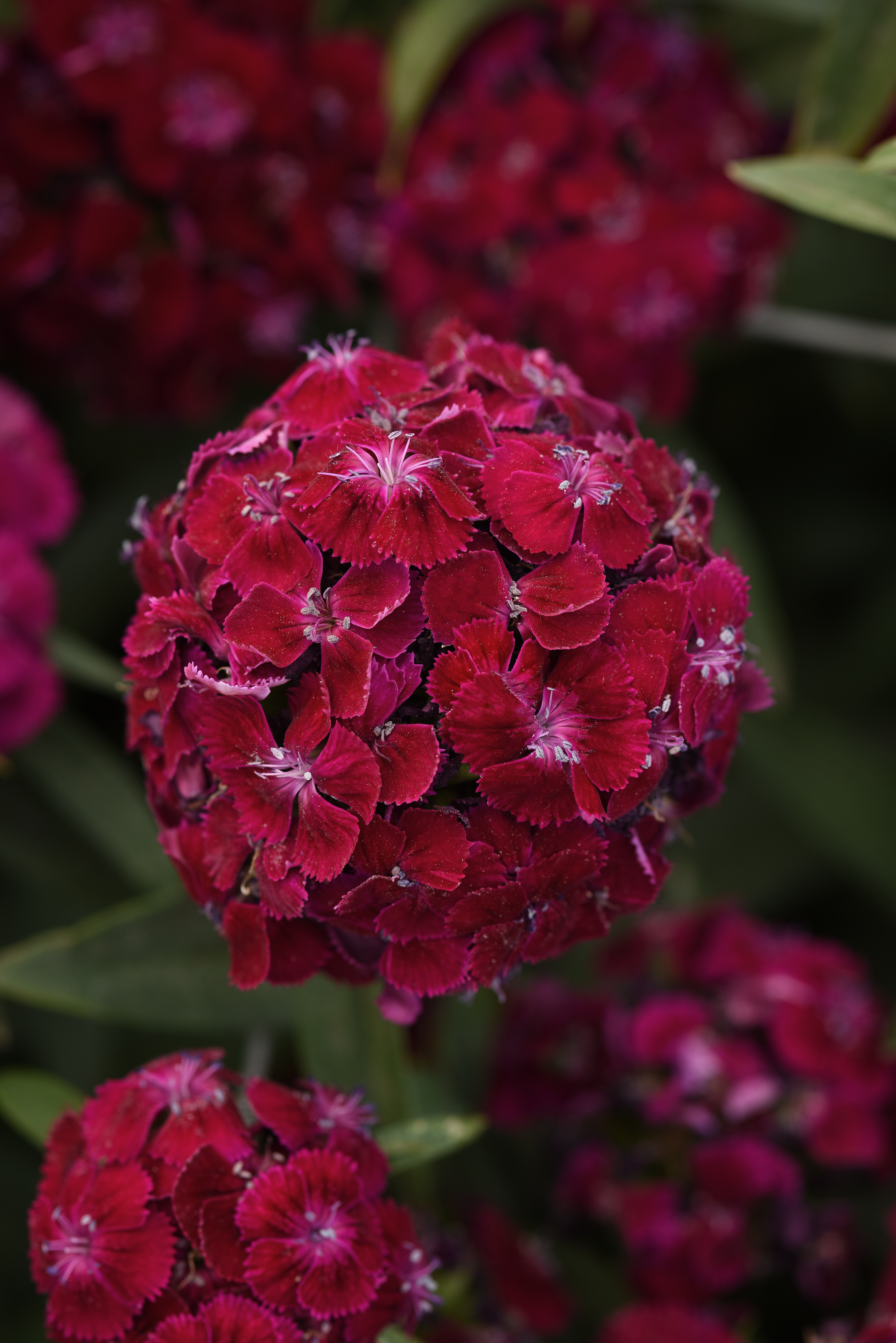 Dianthus barbatus F1 Sweet Violett