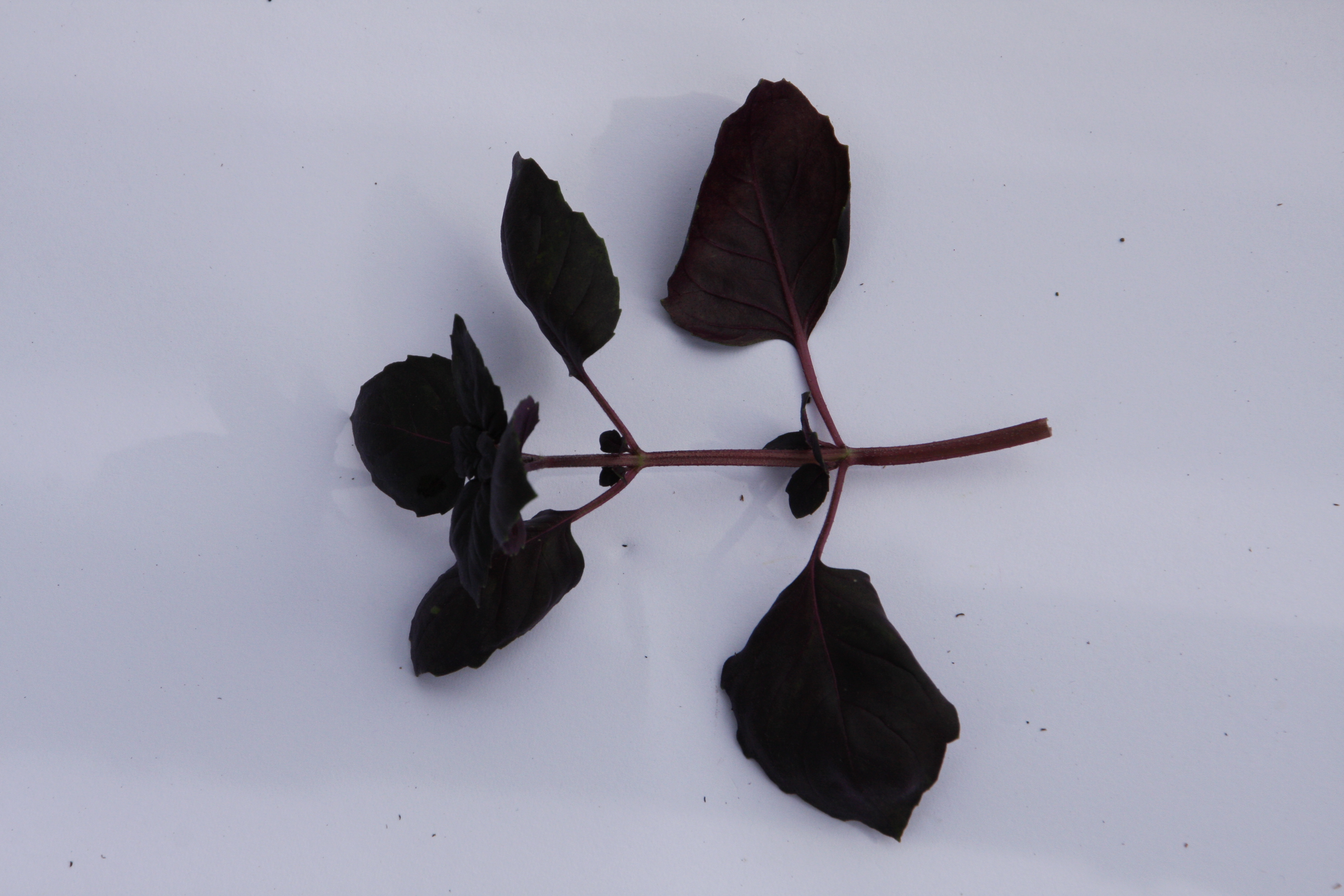 Ocimum basilicum Dark Lady (P)