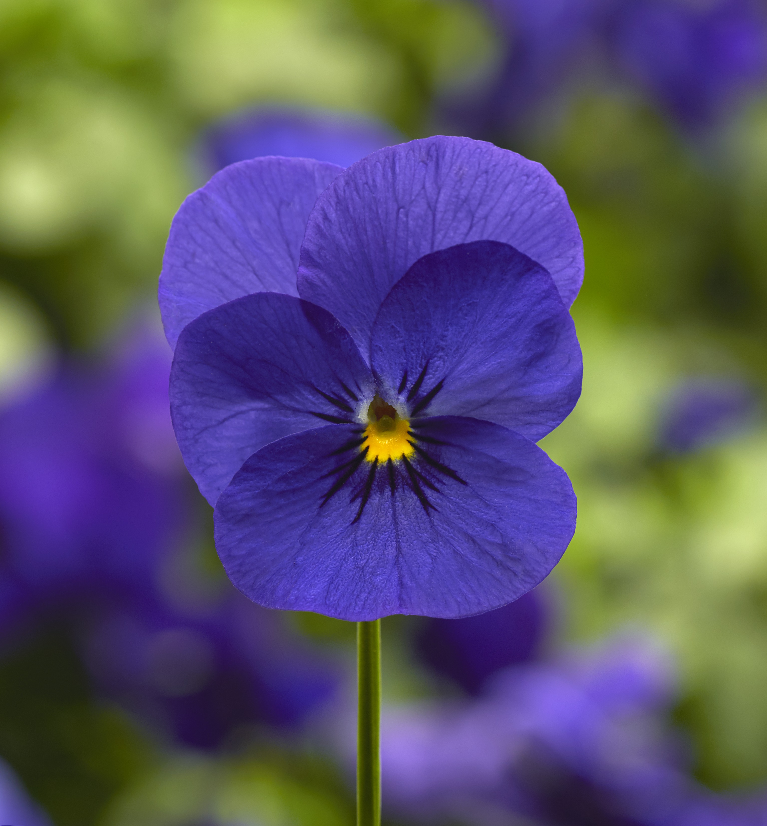 Viola cornuta F1 Penny Deep Blue