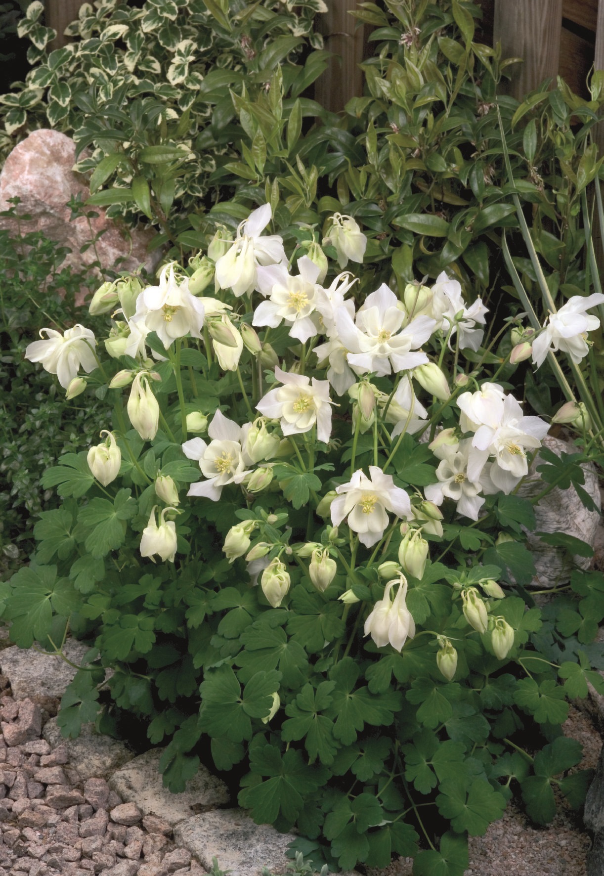 Aquilegia flabellata Spring Magic Weiß