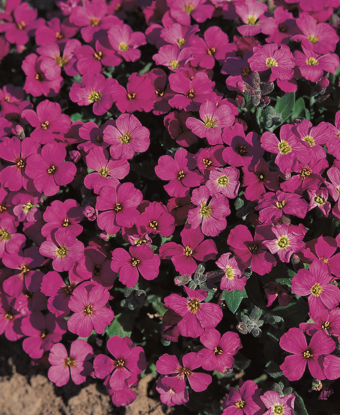Aubrieta Royal Cascade Violet