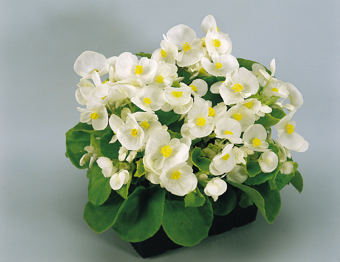 Begonia semperflorens F1 Super Olympia Weiß