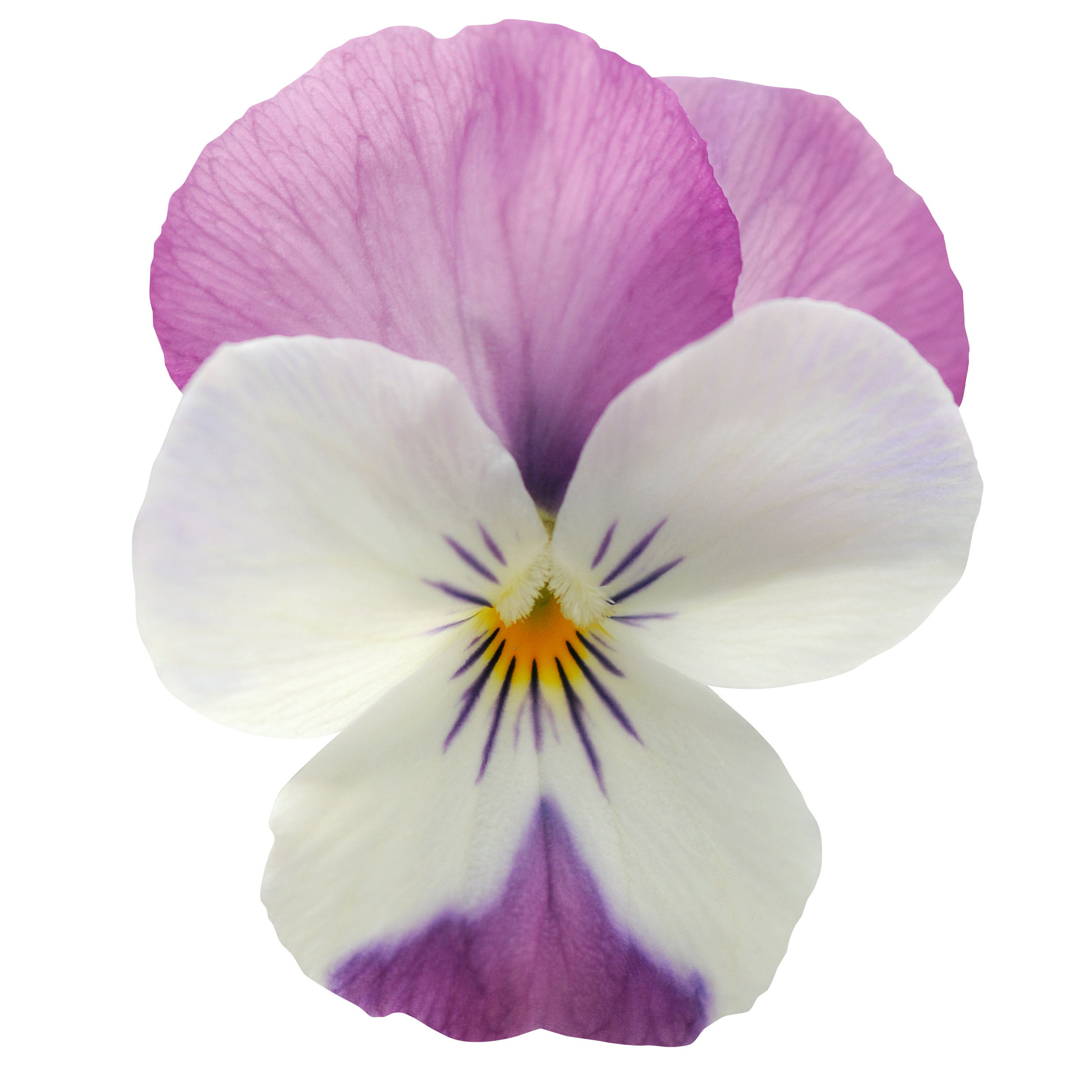 Viola cornuta F1 Sorbet XP Pink Wing