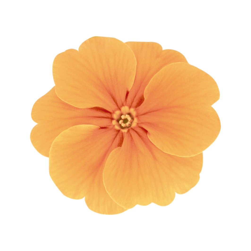 Primula elatior F1 Crescendo Orange (mittelfrüh)