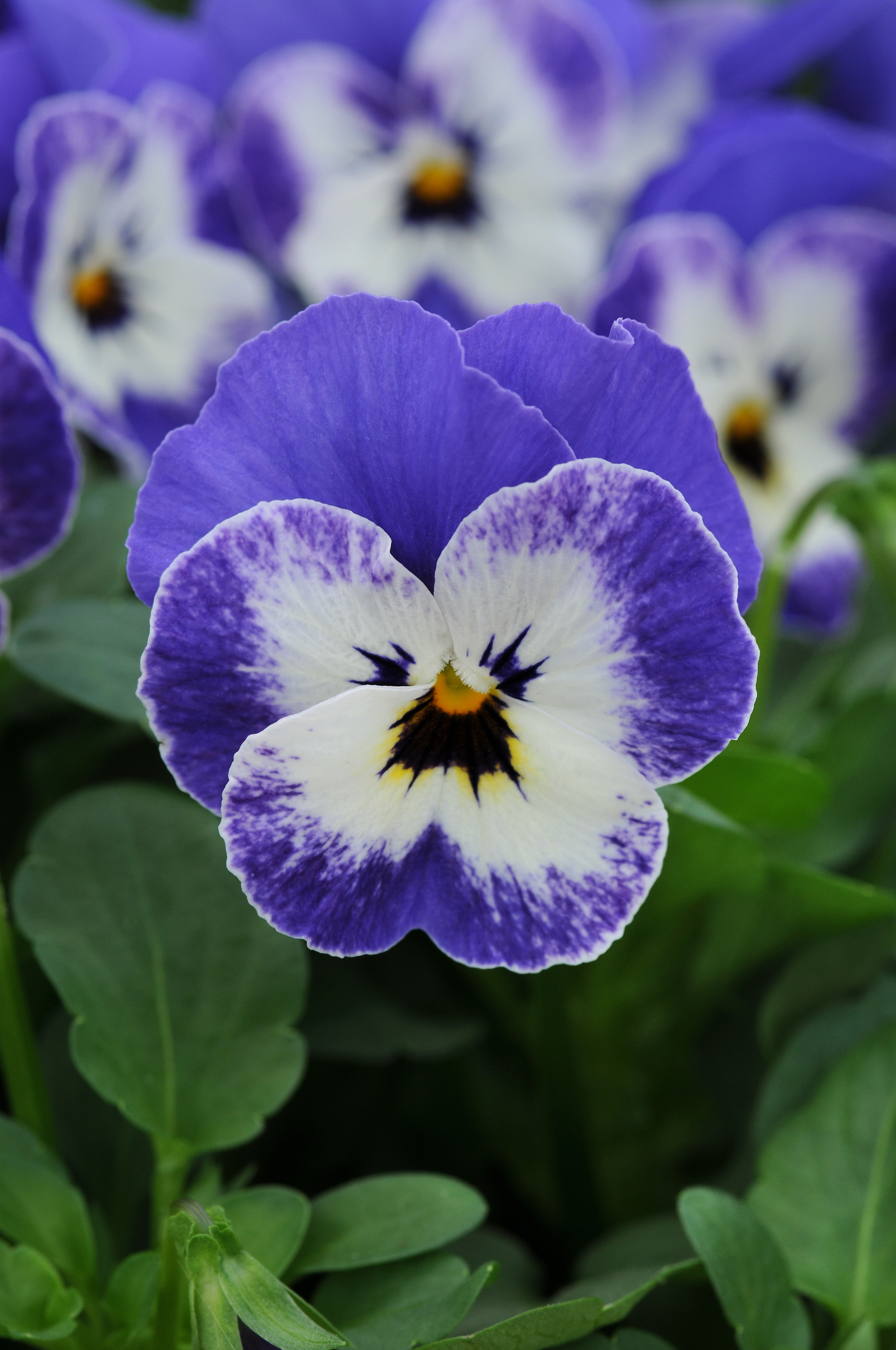 Viola cornuta F1 Sorbet XP Delft Blue