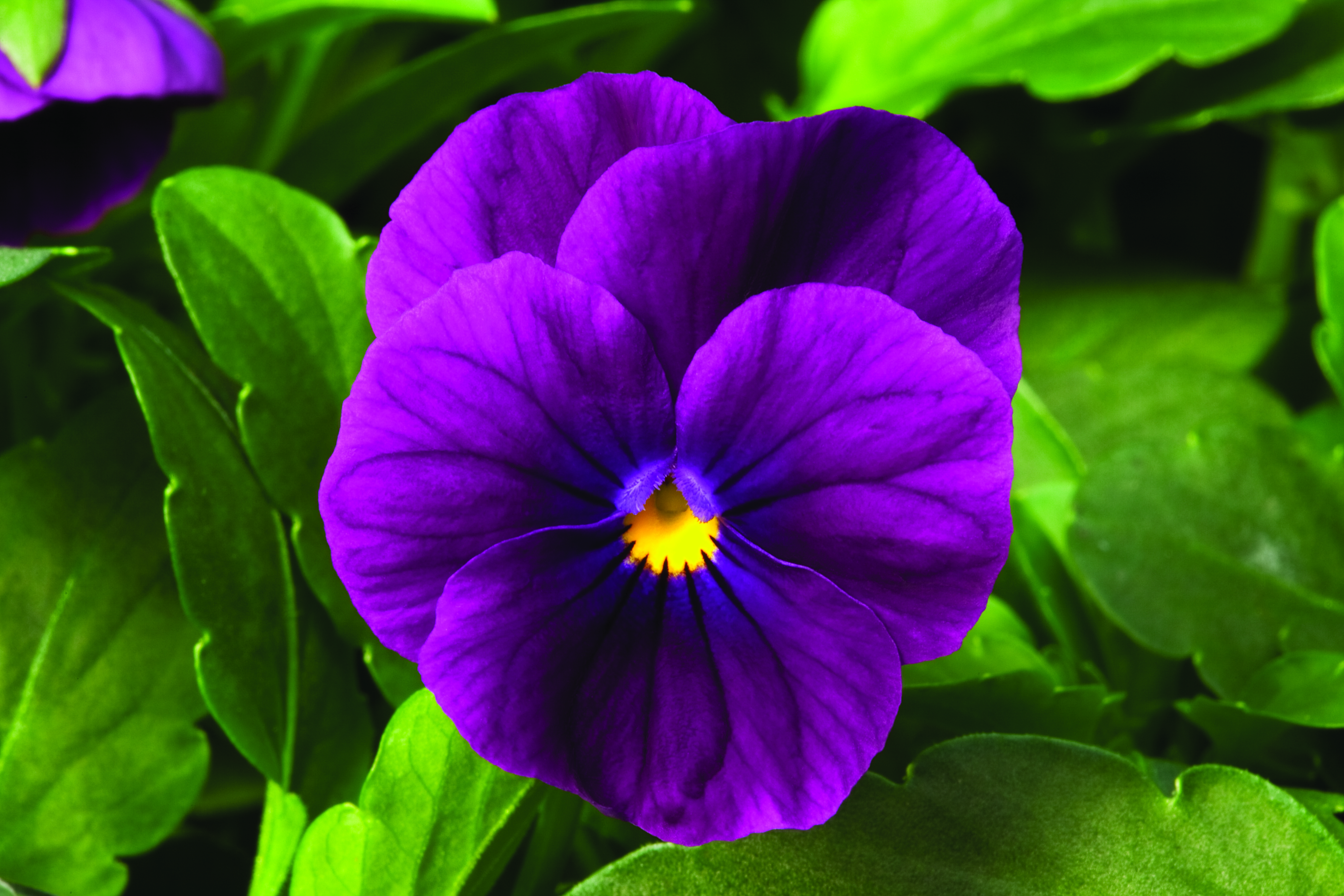 Viola cornuta F1 Penny Violett