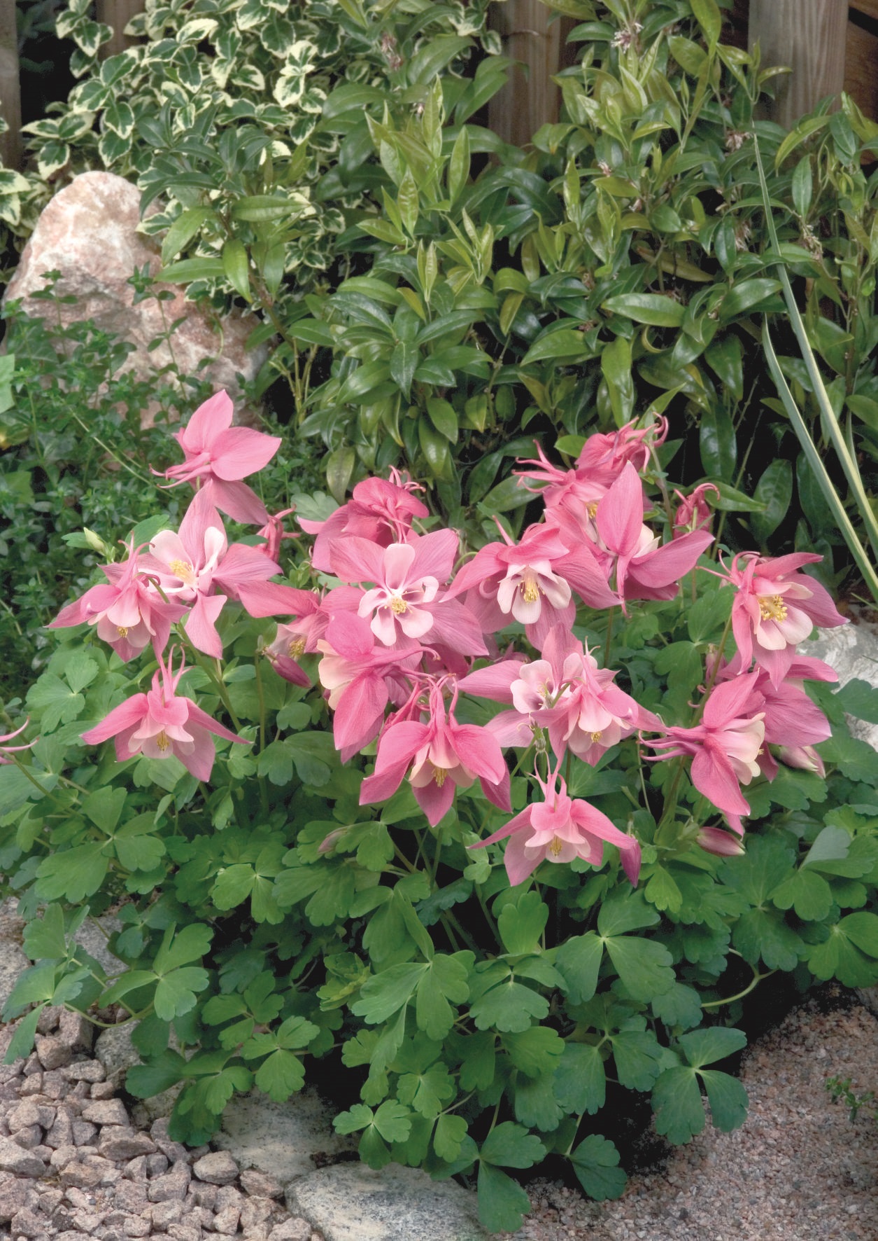 Aquilegia flabellata Spring Magic Rosa Weiß