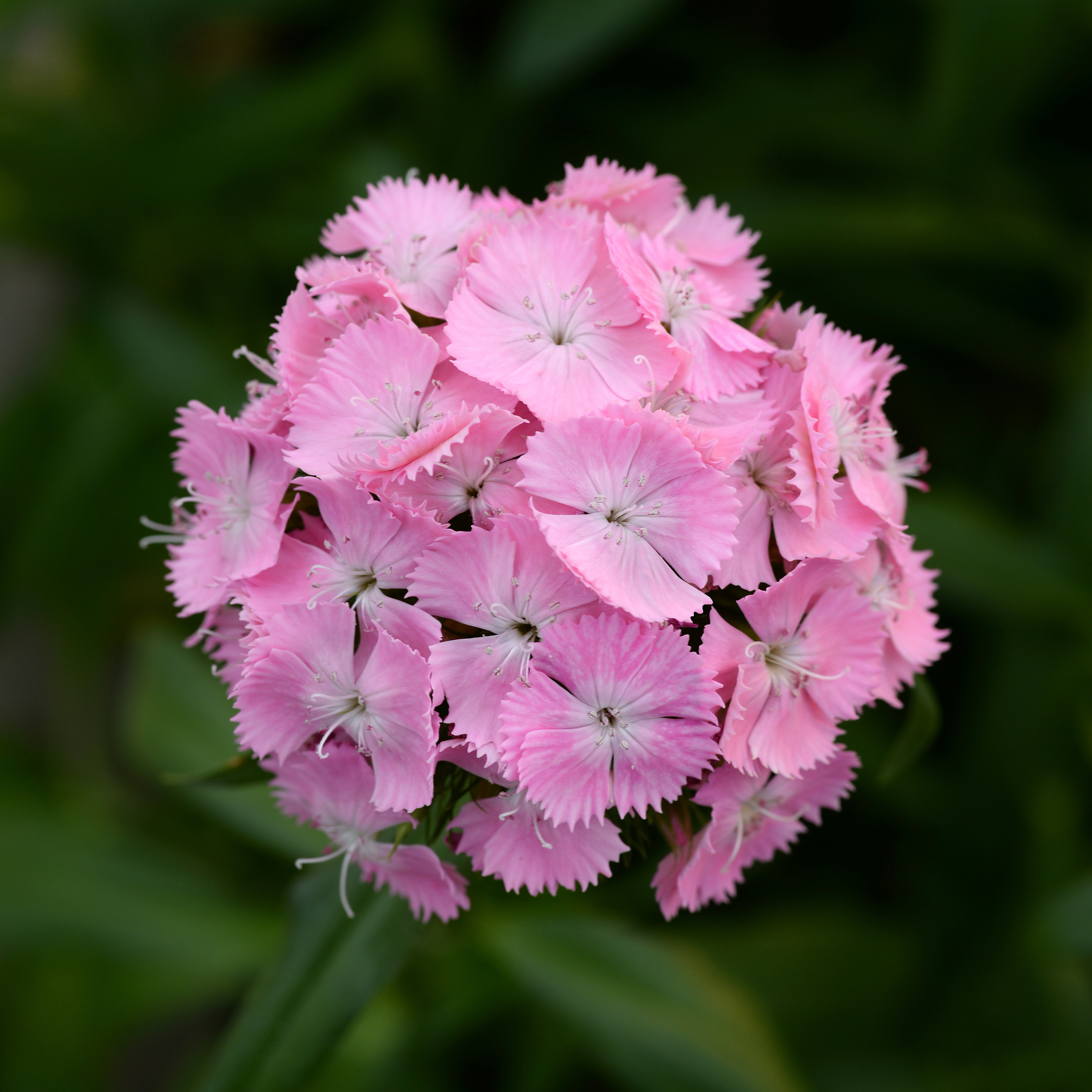 Dianthus barbatus F1 Sweet Pink