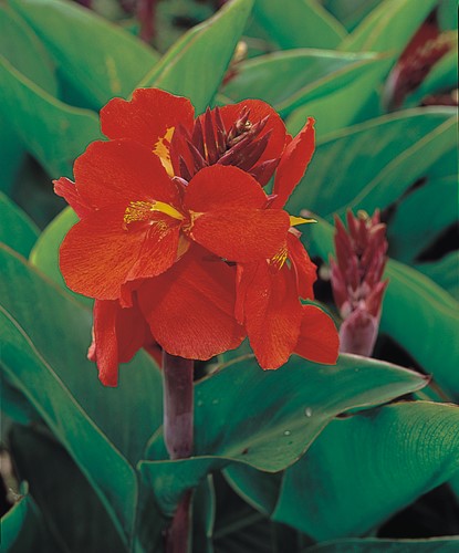 Canna indica Tropical Rot