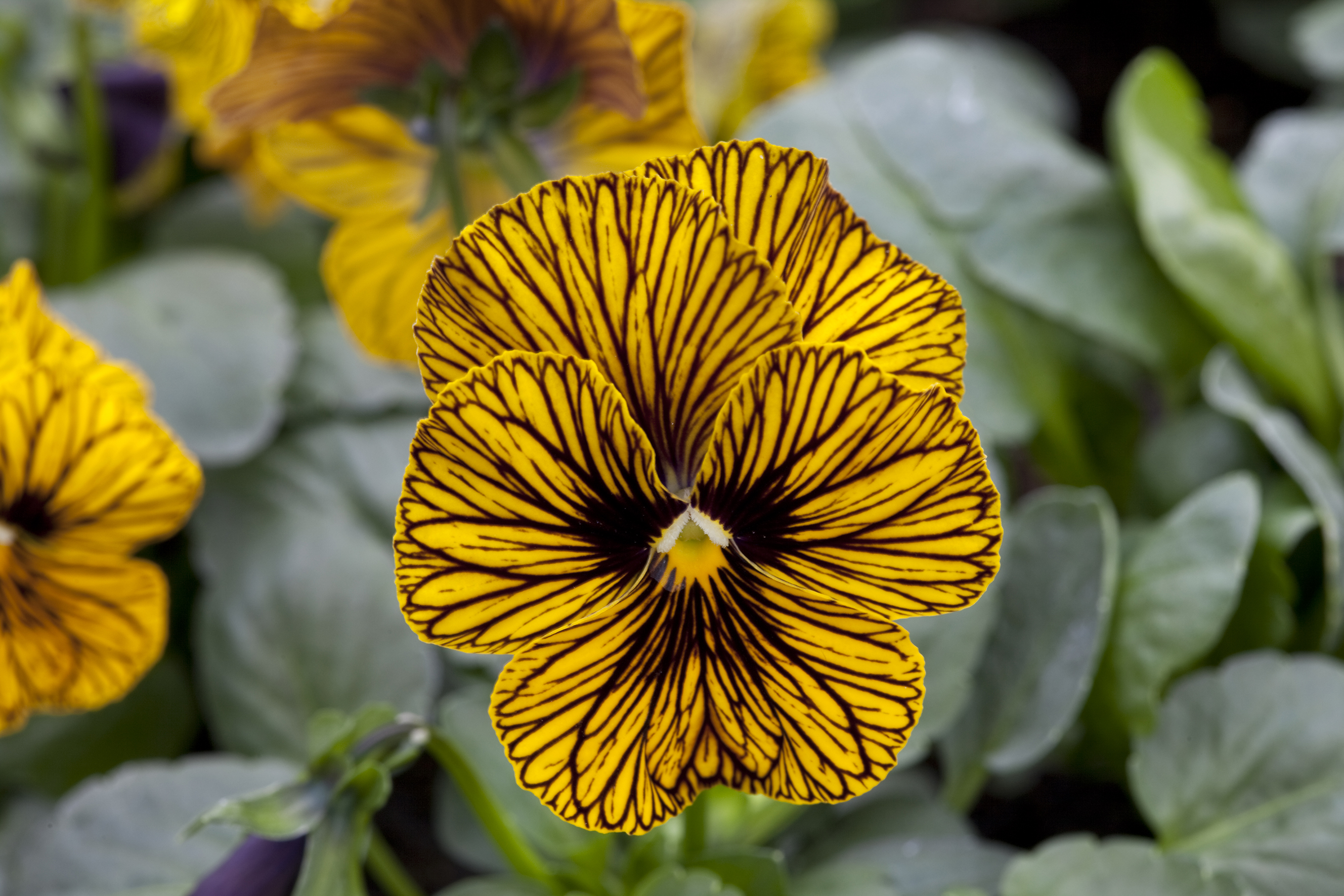 Viola cornuta Tiger Eye Yellow