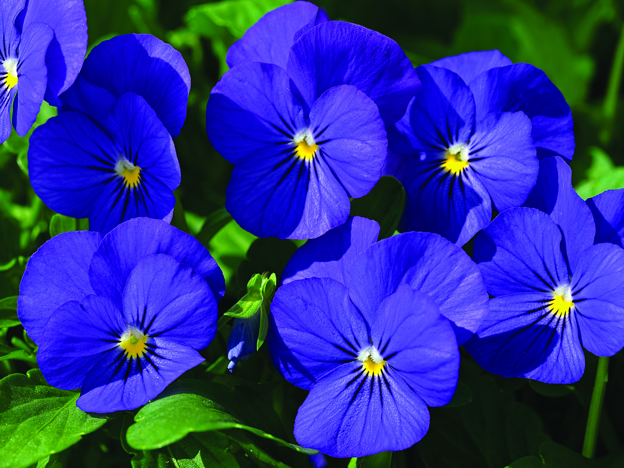 Viola cornuta F1 Penny Blue