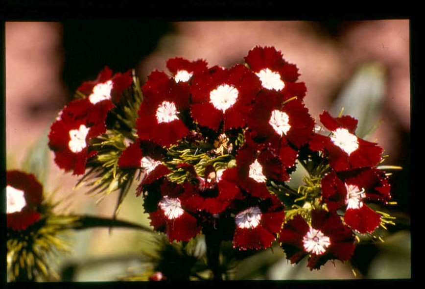Dianthus barbatus Rot mit weißem Auge (Heimatland)