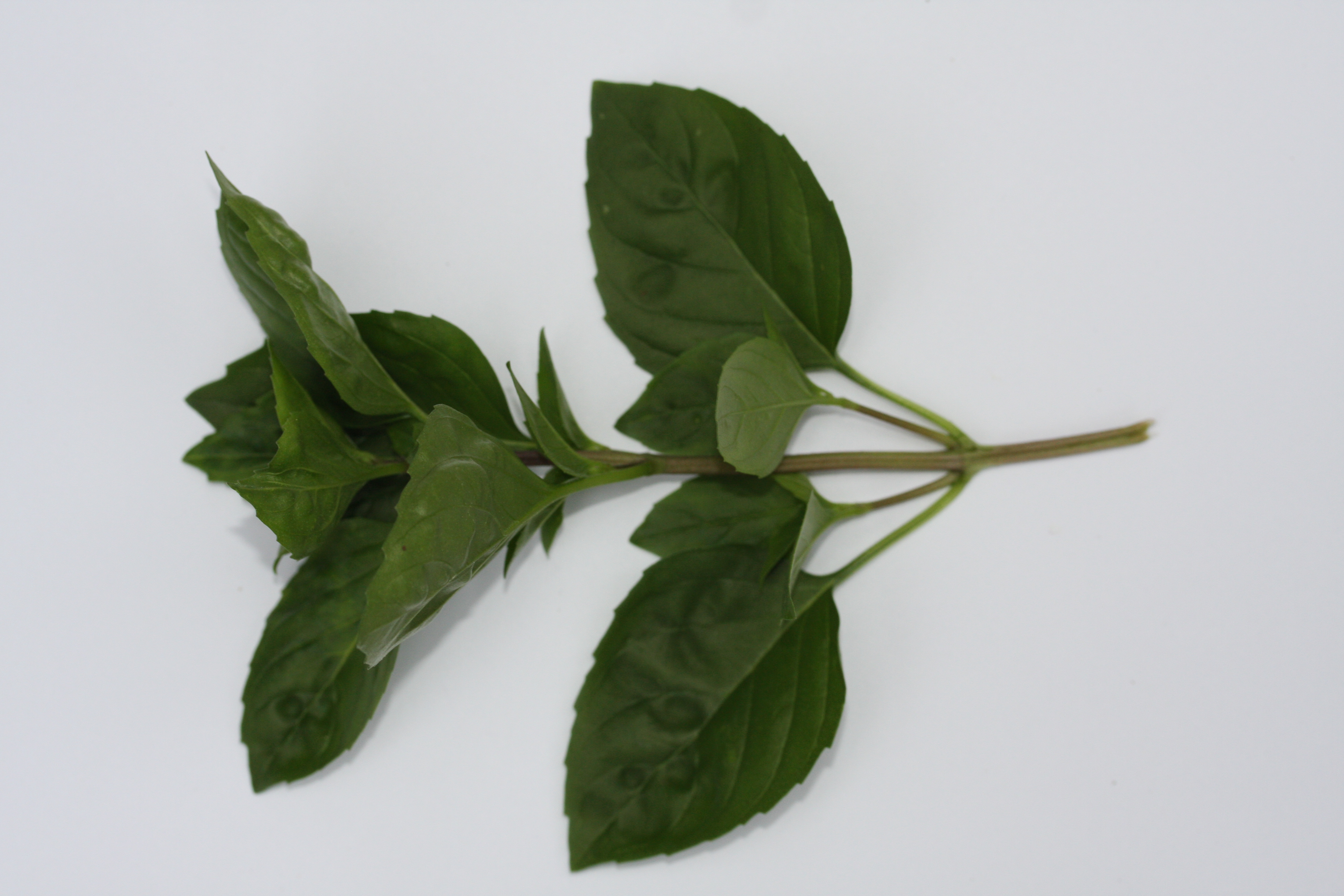 Ocimum basilicum Ajaka (P)