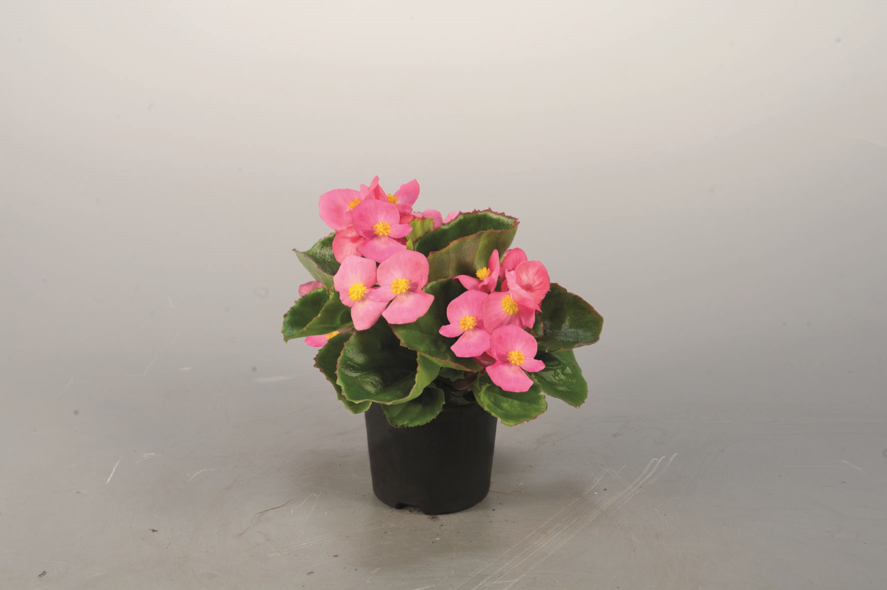 Begonia semperflorens F1 Super Olympia Tiefrosa