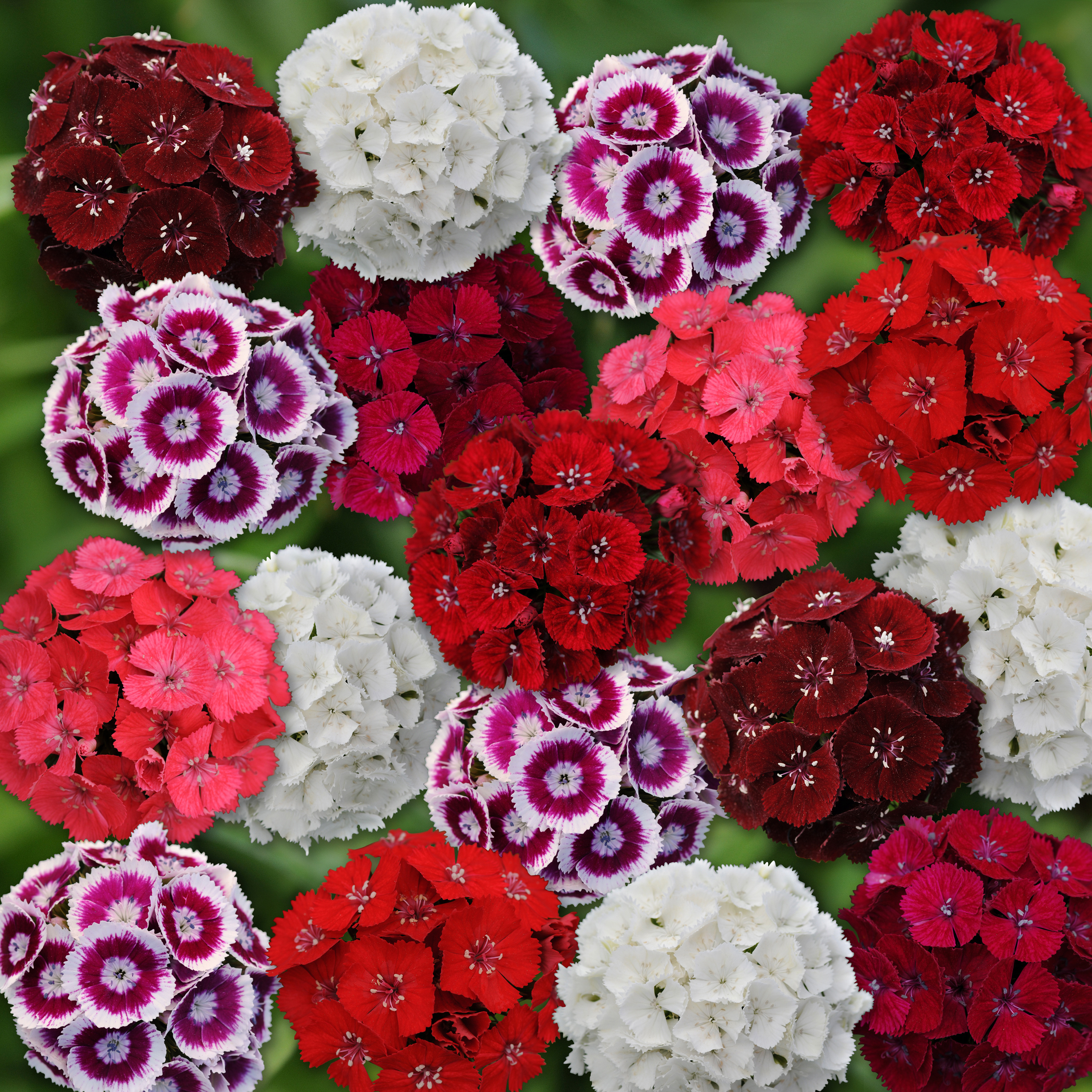 Dianthus barbatus F1 Sweet Mischung