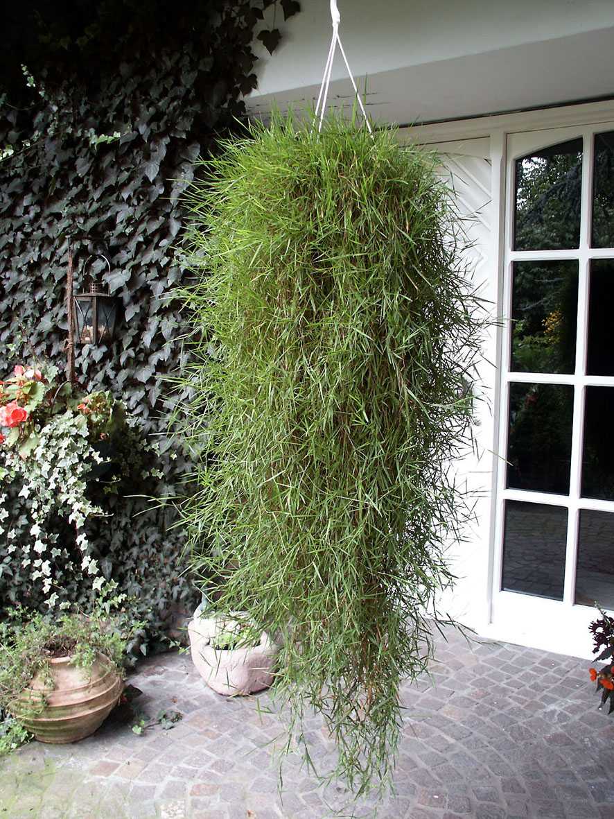Hängebambus Bamboo Green Twist (P) Agrostis
