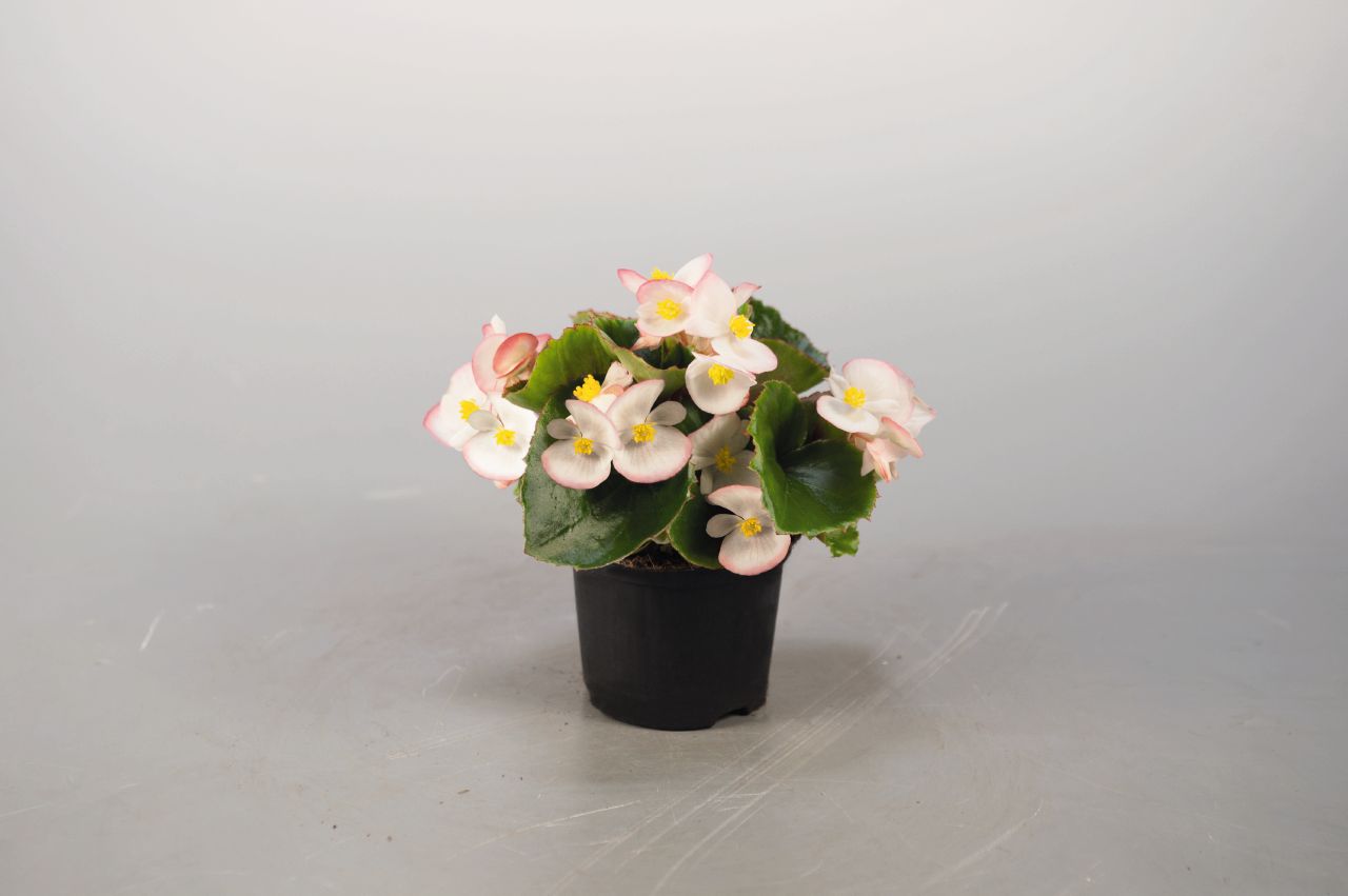 Begonia semperflorens F1 Super Olympia Bicolor