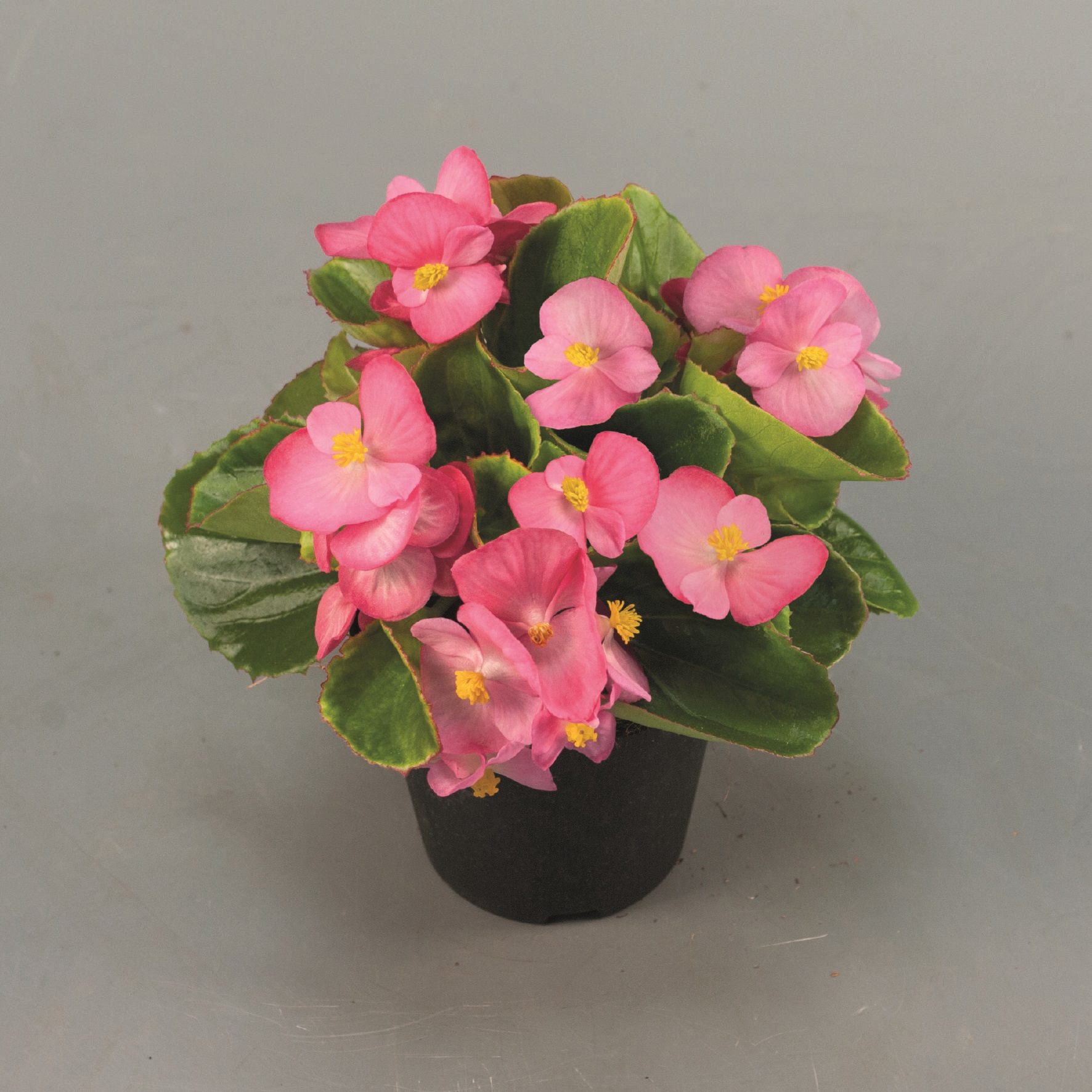 Begonia semperflorens F1 Sprint Plus Rosa