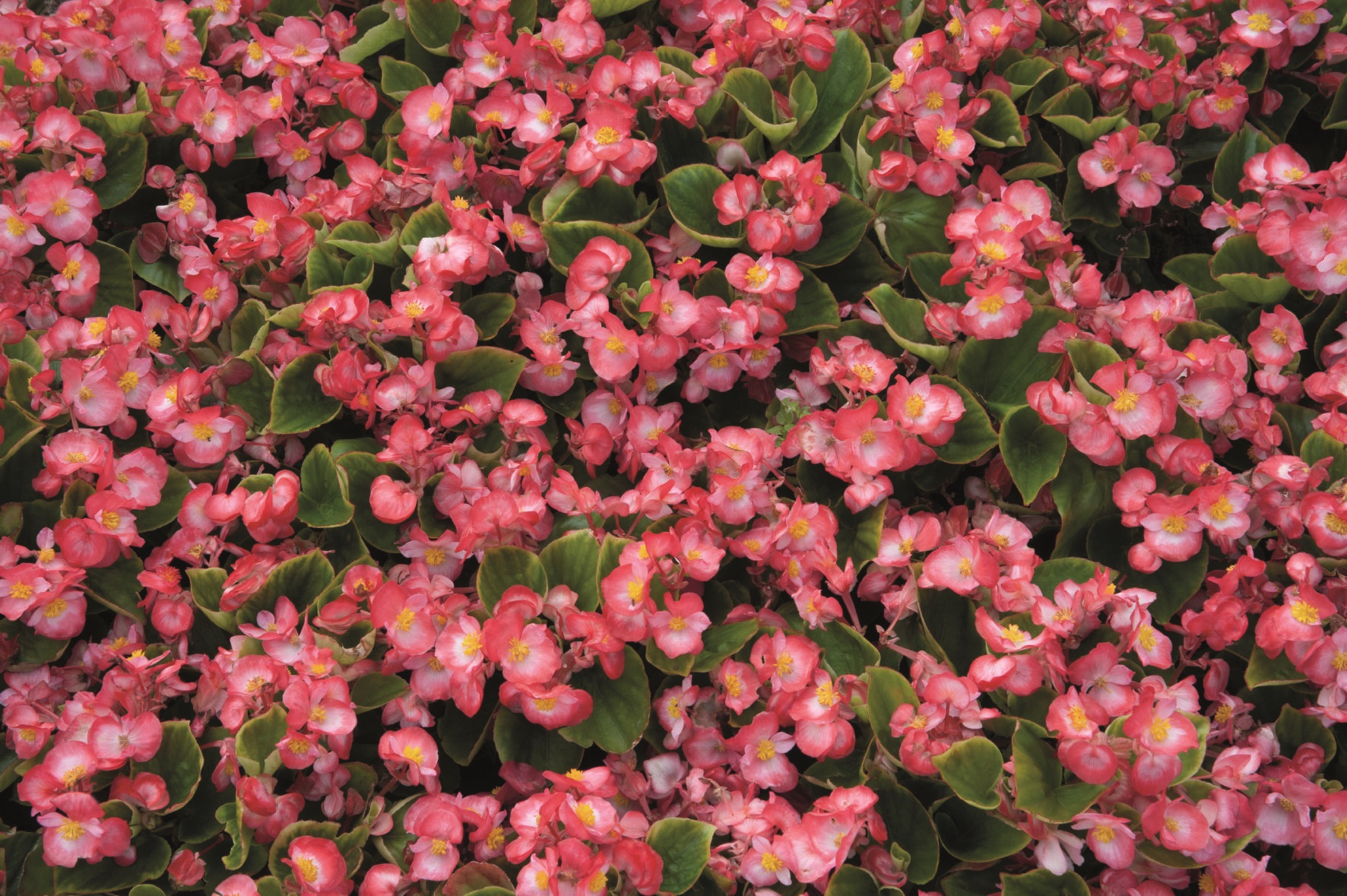 Begonia semperflorens F1 Sprint Plus Blush