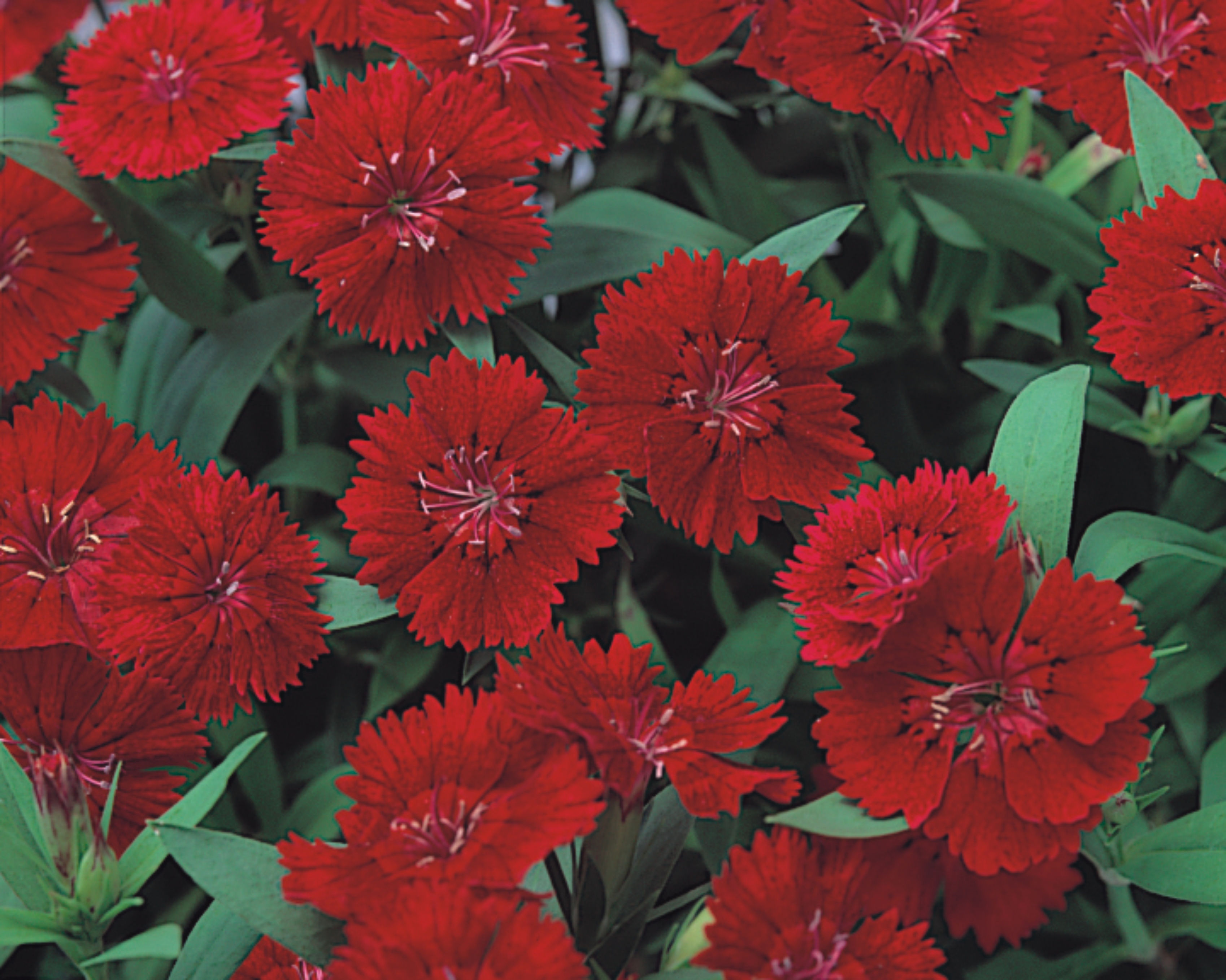 Dianthus chinensis F1 Telstar Crimson