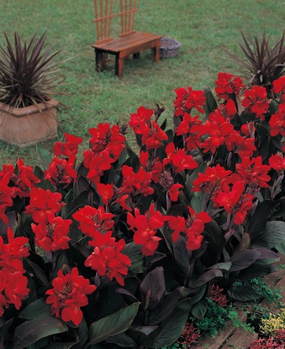 Canna indica Tropical Bronze/Rot